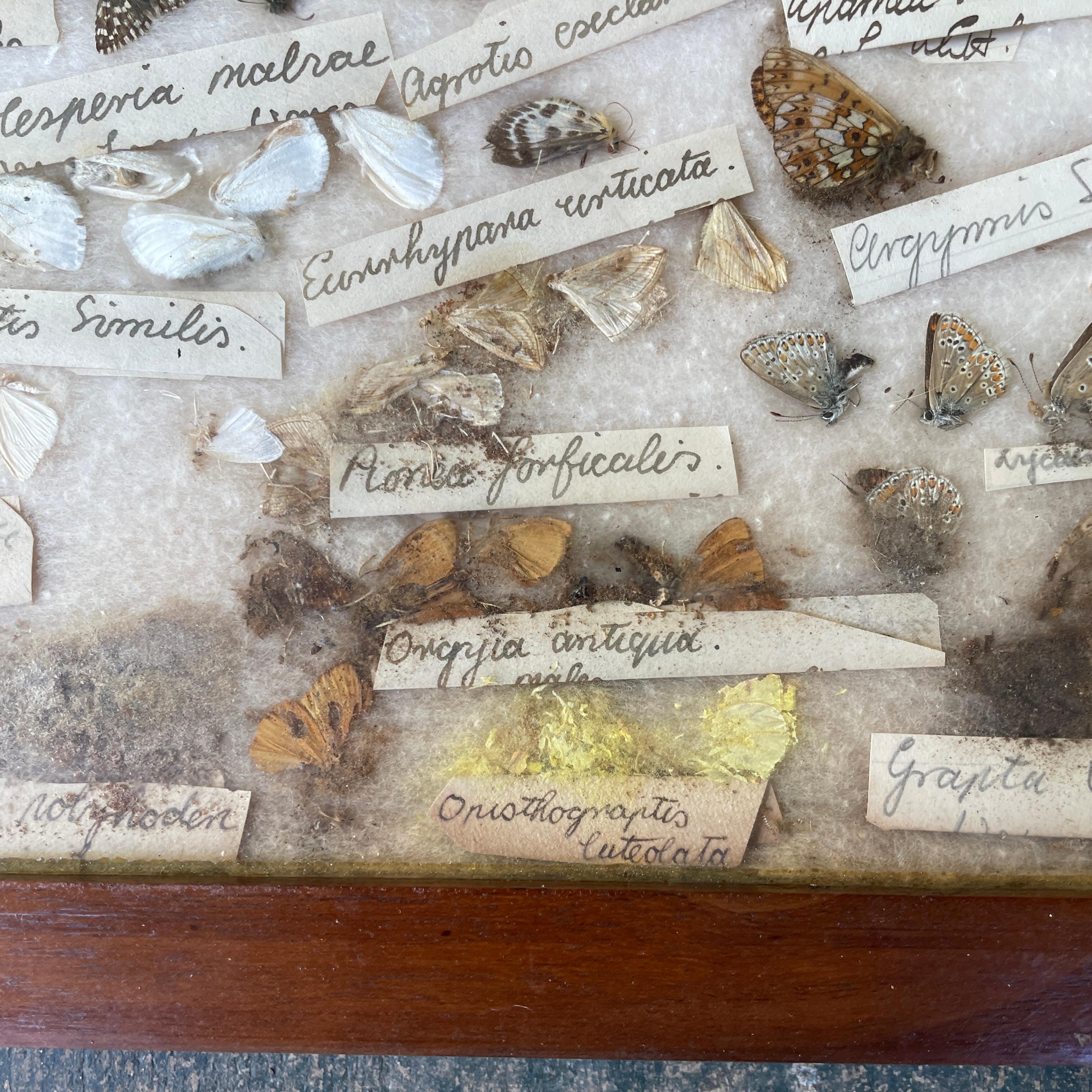 1930s Entomology Moth & Butterfly Collection Wall Display Rare Extinct Bugs en vente 1