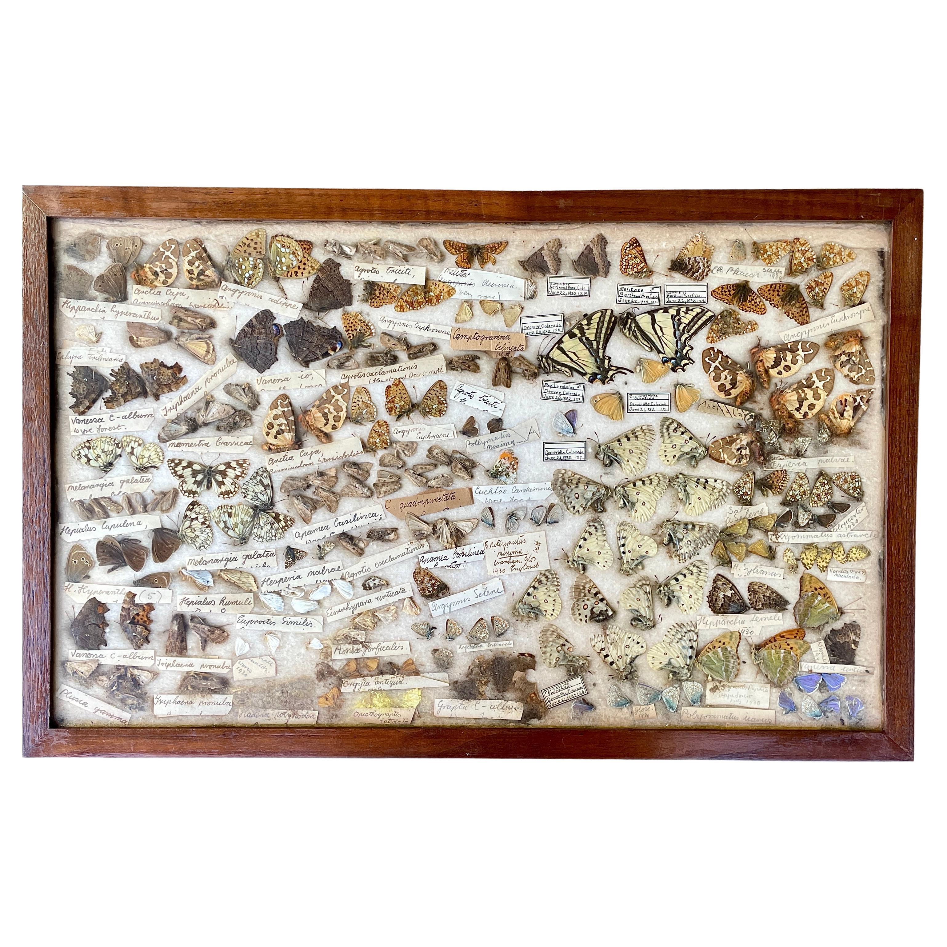1930s Entomology Moth & Butterfly Collection Wall Display Rare Extinct Bugs
