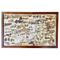 1930 Entomología Colección de Polillas y Mariposas Expositor de Pared Bichos Raros Extintos