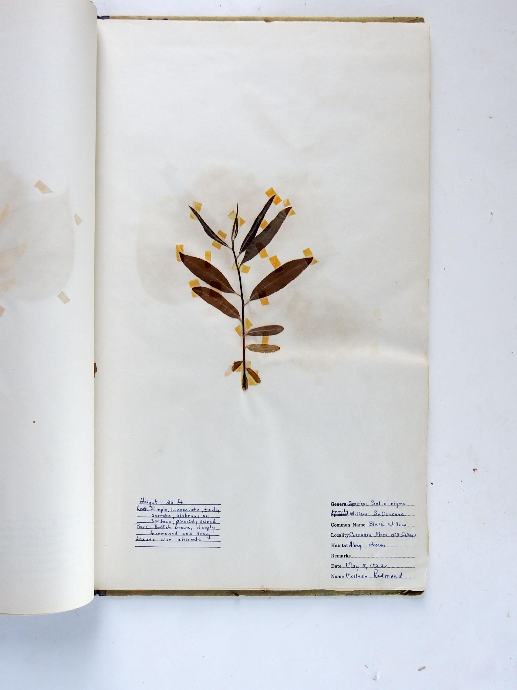 1930s Herbarium Mars Hill North Carolina 34 Pressed Botanical Specimens For Sale 2
