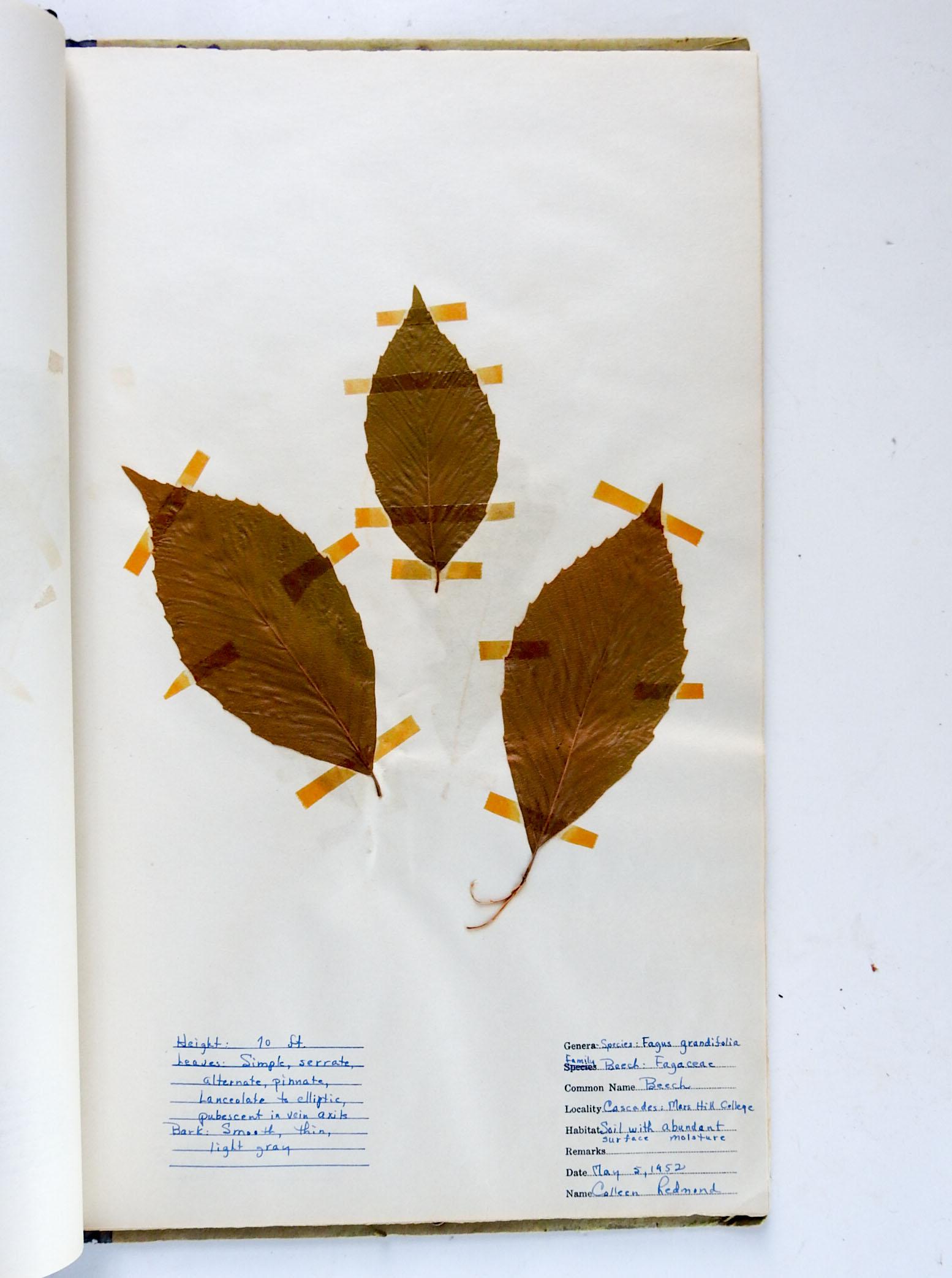 1930s Herbarium Mars Hill North Carolina 34 Pressed Botanical Specimens For Sale 3