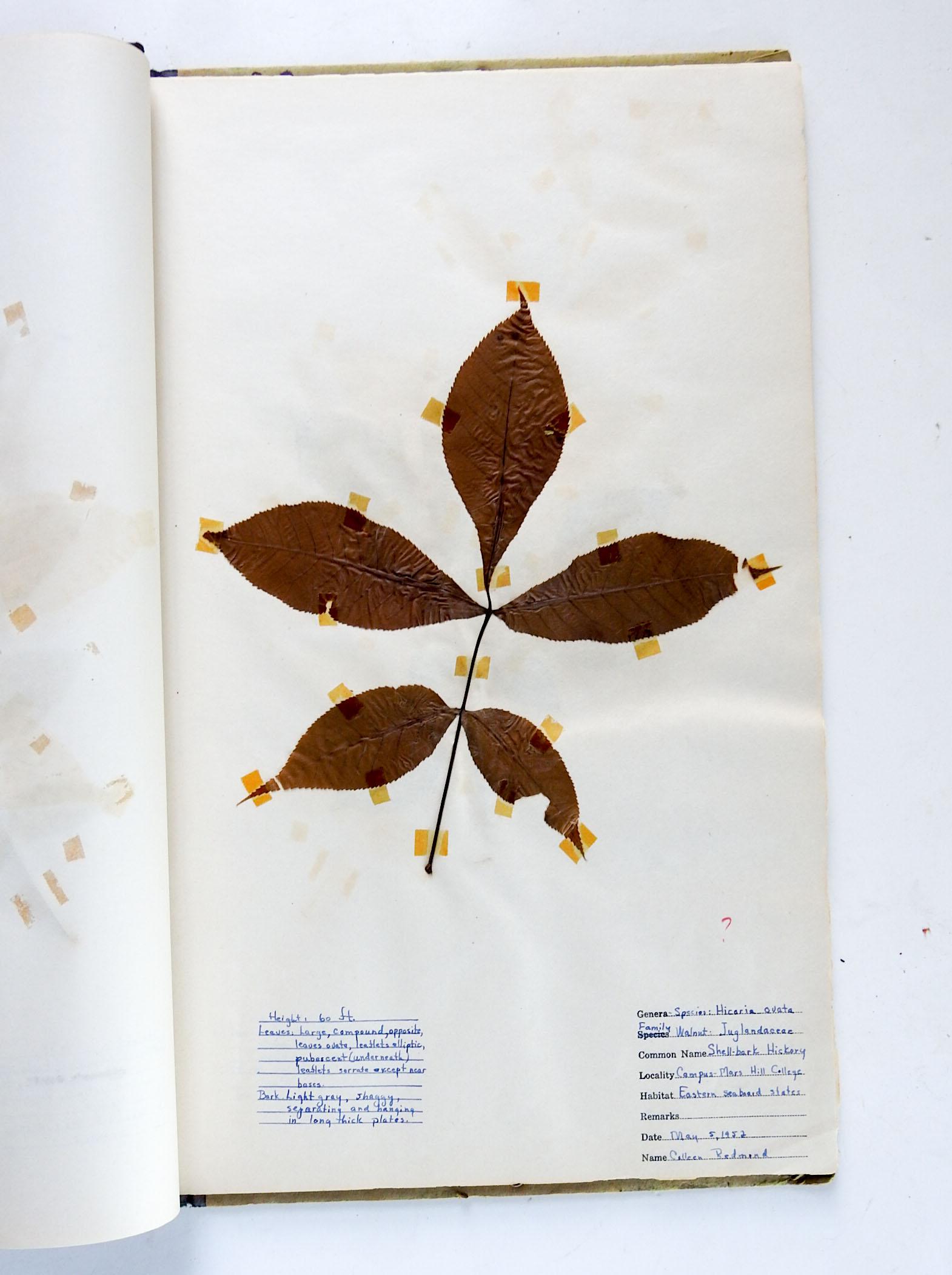 1930s Herbarium Mars Hill North Carolina 34 Pressed Botanical Specimens In Good Condition For Sale In Seguin, TX