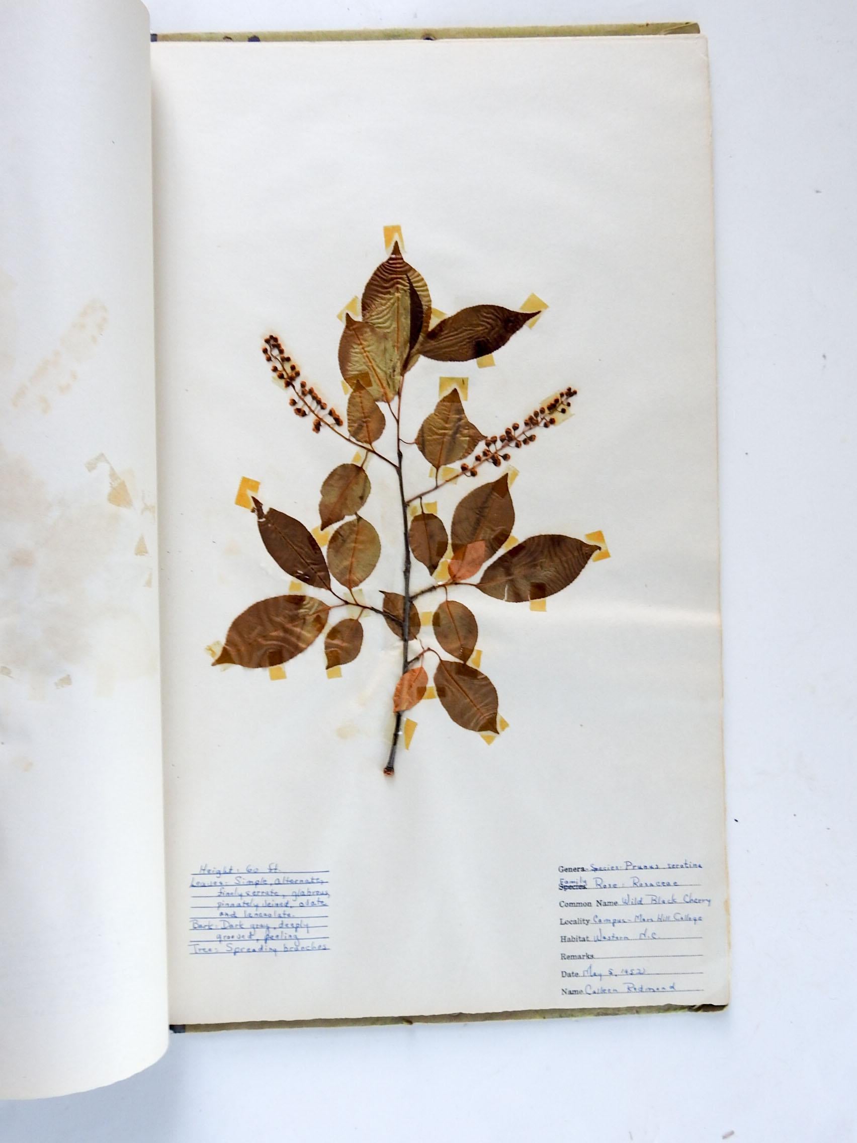 Paper 1930s Herbarium Mars Hill North Carolina 34 Pressed Botanical Specimens For Sale