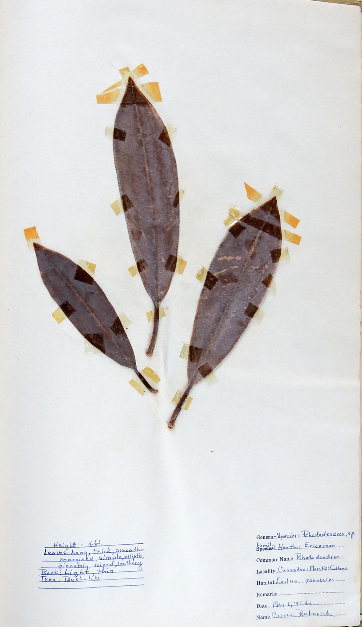 1930s Herbarium Mars Hill North Carolina 34 Pressed Botanical Specimens For Sale 1