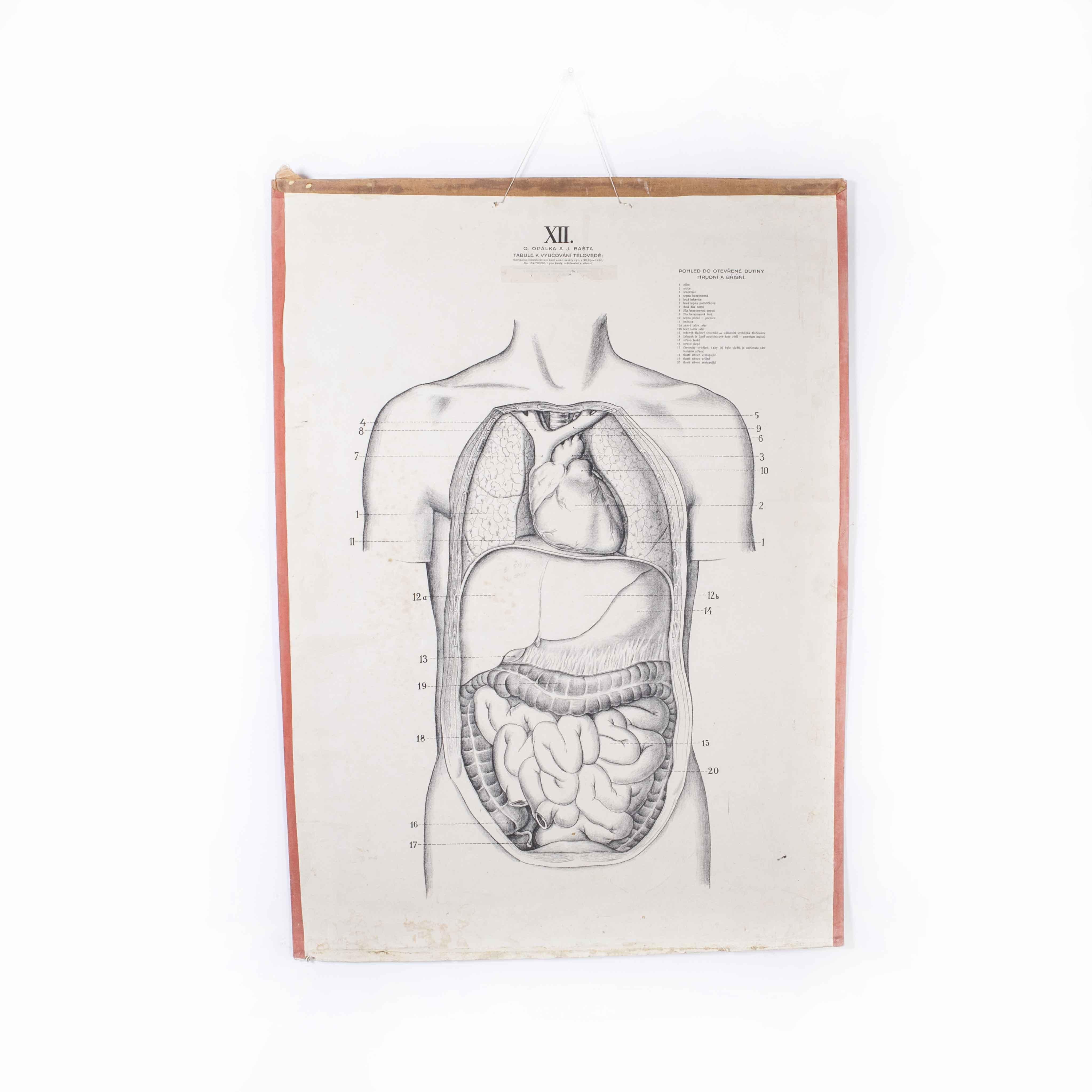 1930’s Human Anatomy Educational Poster
1930’s Human Anatomy Educational Poster. Early 20th century Czechoslovakian educational human anatomy chart. A rare and vintage wall chart from the Czech Republic illustrating the internal organs of a human.