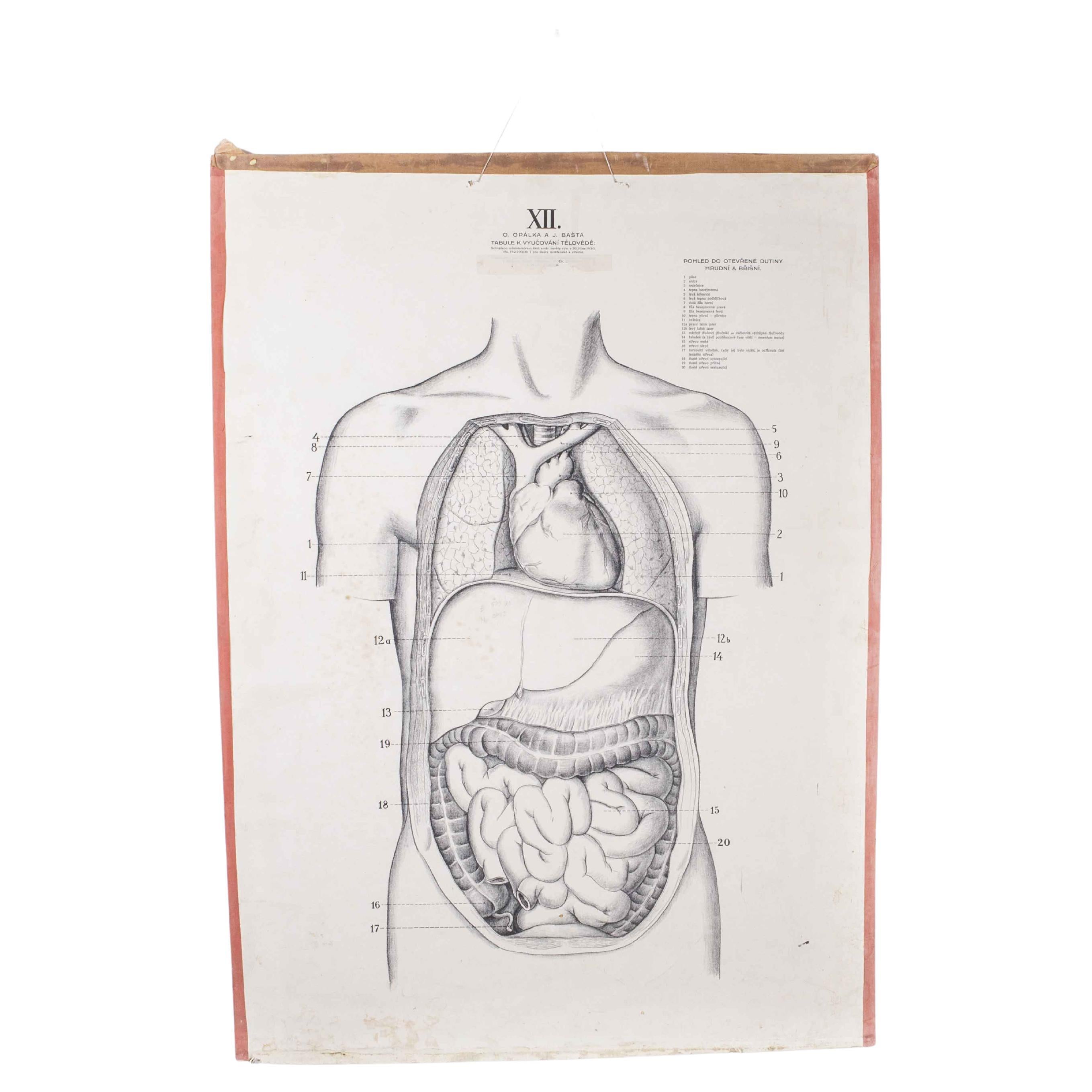 1930's, Human Anatomy Educational Poster For Sale