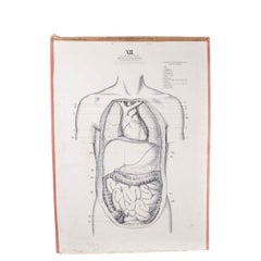 Vintage 1930's, Human Anatomy Educational Poster