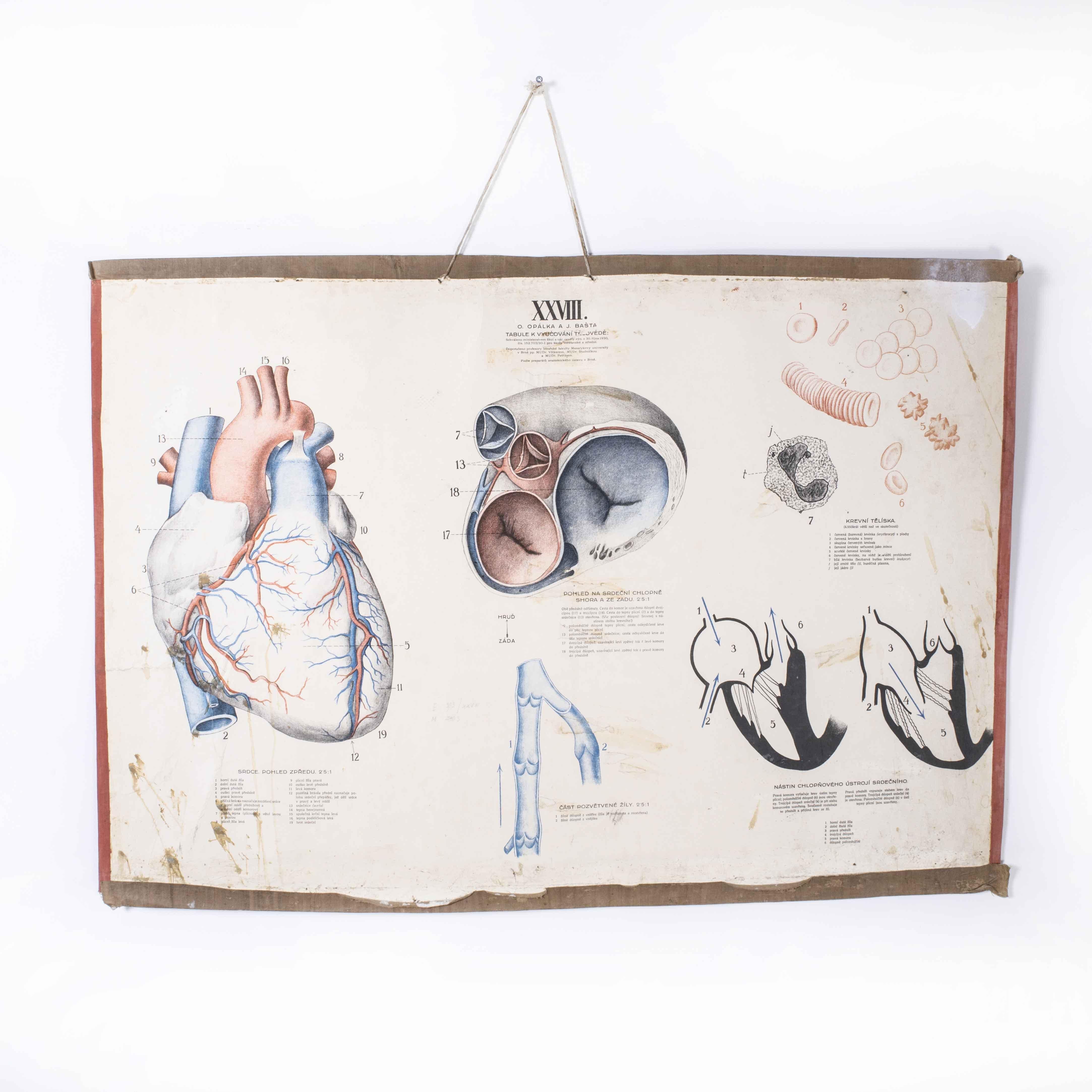 1930’s Human Heart Educational Poster
1930’s Human Heart Educational Poster. Early 20th century Czechoslovakian educational human heart poster. A rare and vintage wall chart from the Czech Republic illustrating the heart of a human. This rigid card