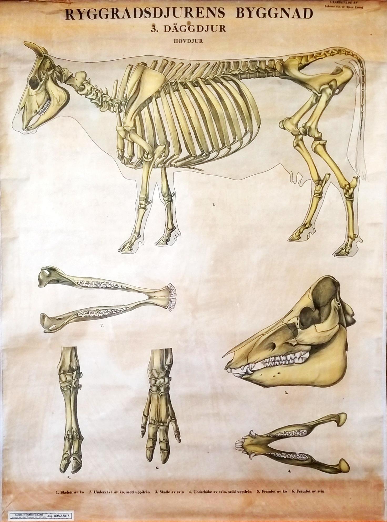 1930s Swedish school poster displaying the anatomy of a bovine steer. This can be seen at our 302 Bowery location in Manhattan.