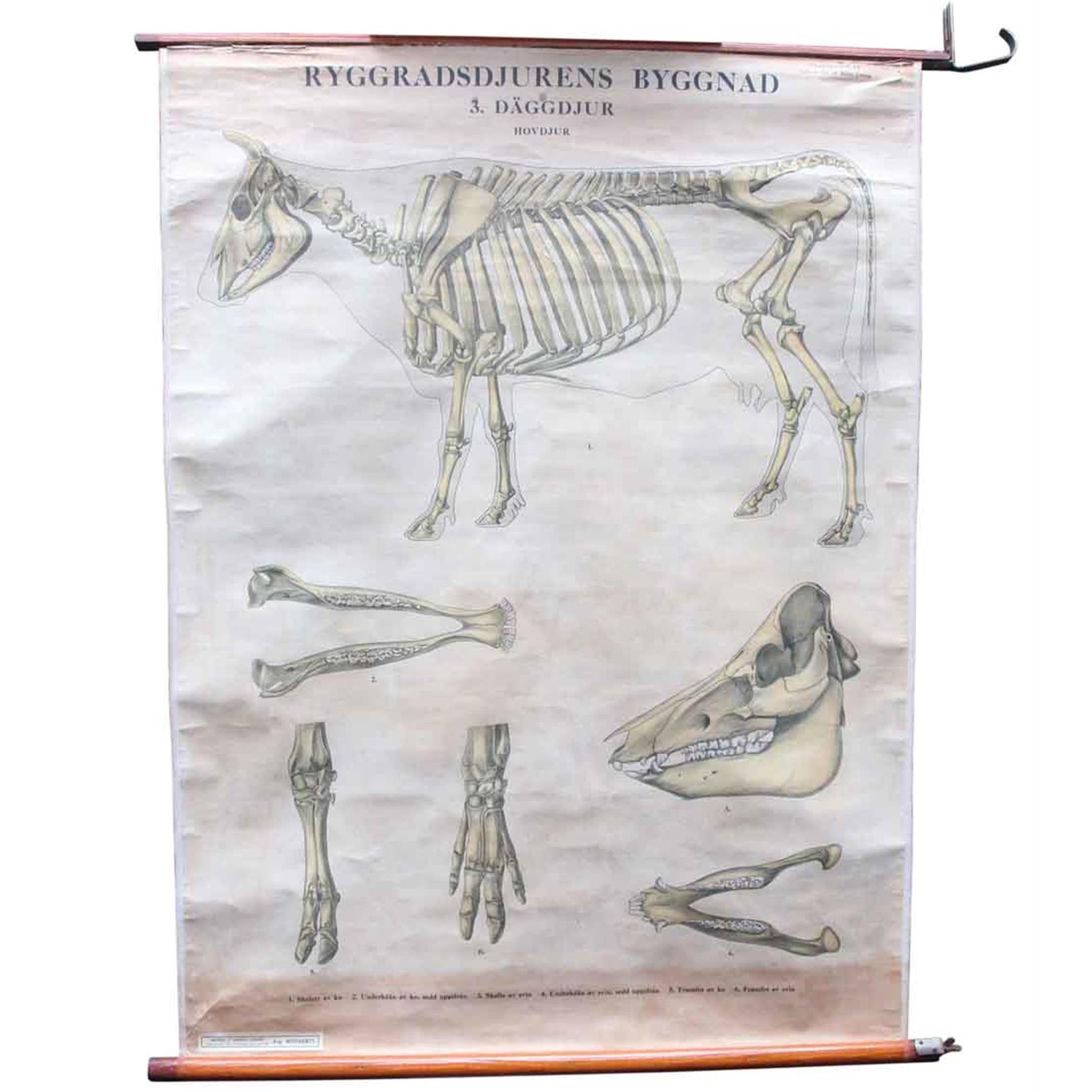 1930s Swedish Bovine Steer Skeleton School Poster
