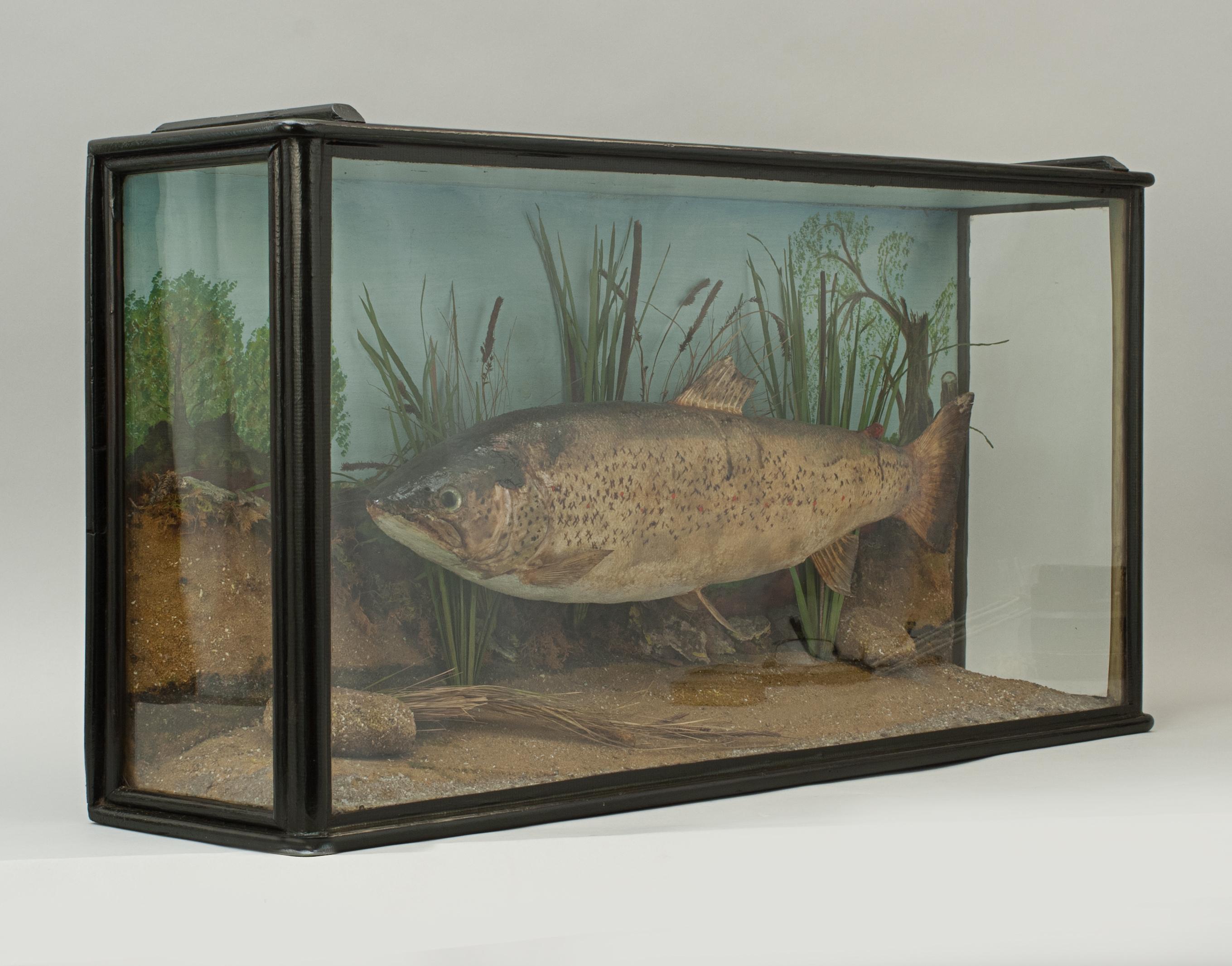 Taxidermy, cased fish, preserved trout.
A cased trout in a glazed case. The case is glazed to the front and both sides and contains a well modelled taxidermy fish set against a painted backdrop with realistic river bed setting.
A great display