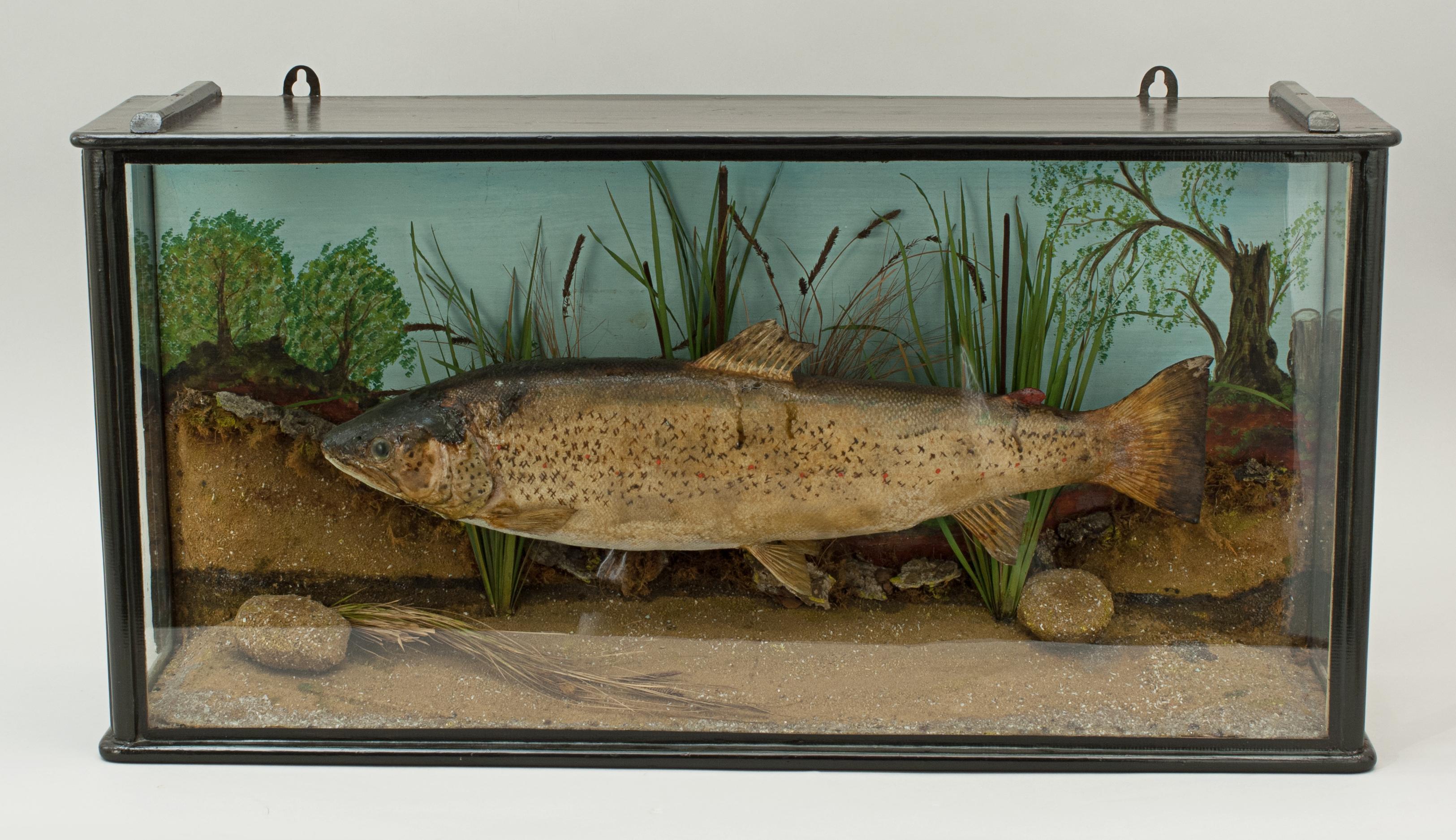Sporting Art 1930s Taxidermy Preserved Trout, Stuffed Fish, Fishing, Cased Fish