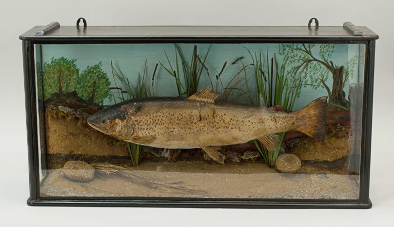 1930s Taxidermy Preserved Trout, Stuffed Fish, Fishing, Cased Fish at  1stDibs