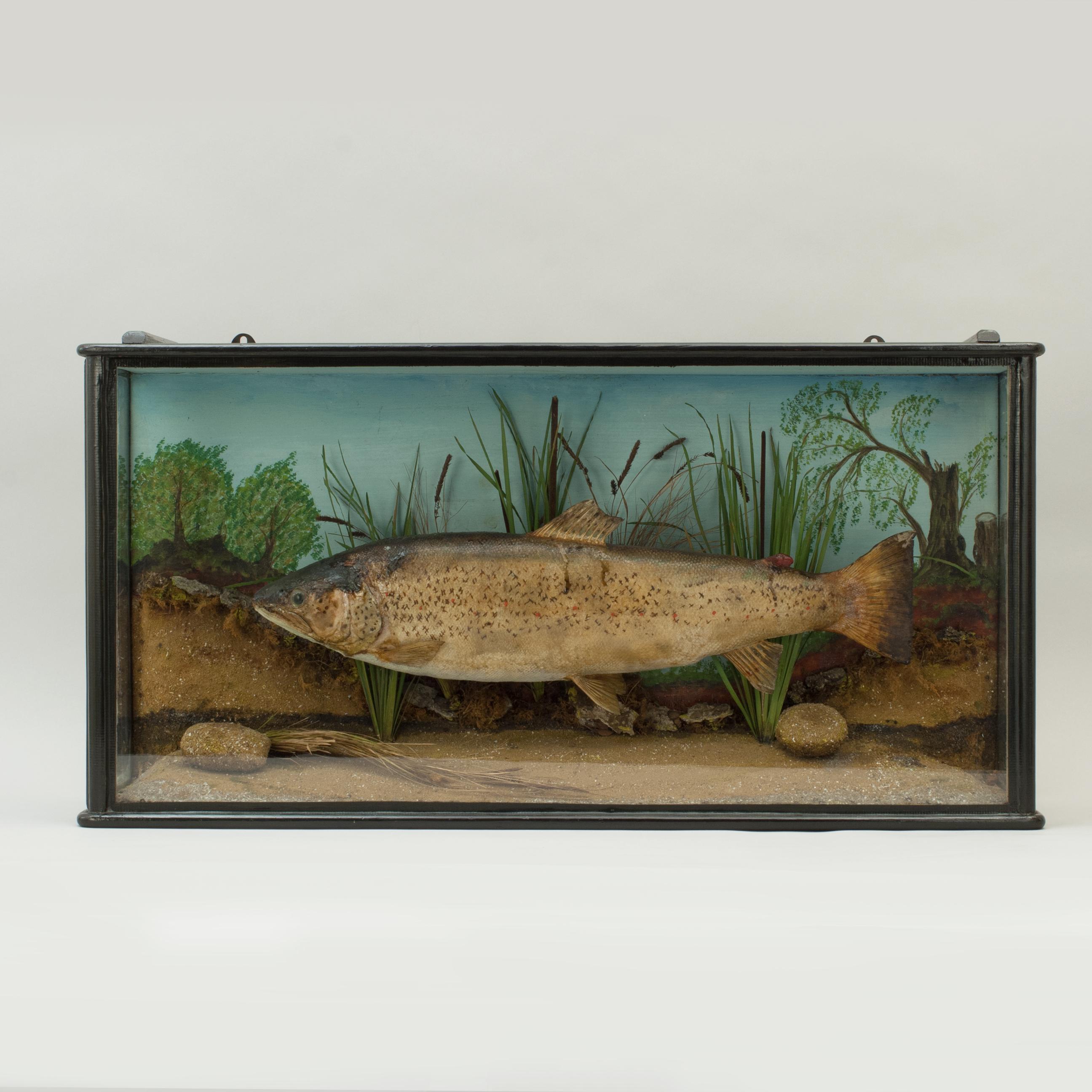 English 1930s Taxidermy Preserved Trout, Stuffed Fish, Fishing, Cased Fish