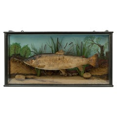 Vintage 1930s Taxidermy Preserved Trout, Stuffed Fish, Fishing, Cased Fish