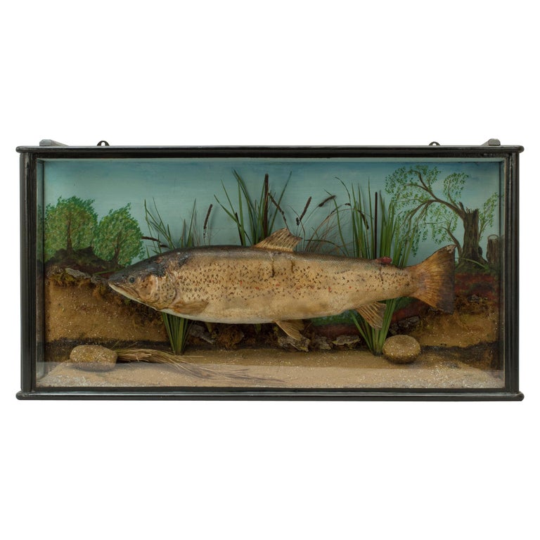 https://a.1stdibscdn.com/1930s-taxidermy-preserved-trout-stuffed-fish-fishing-cased-fish-for-sale/1121189/f_158800921567092399354/15880092_master.jpg?width=768