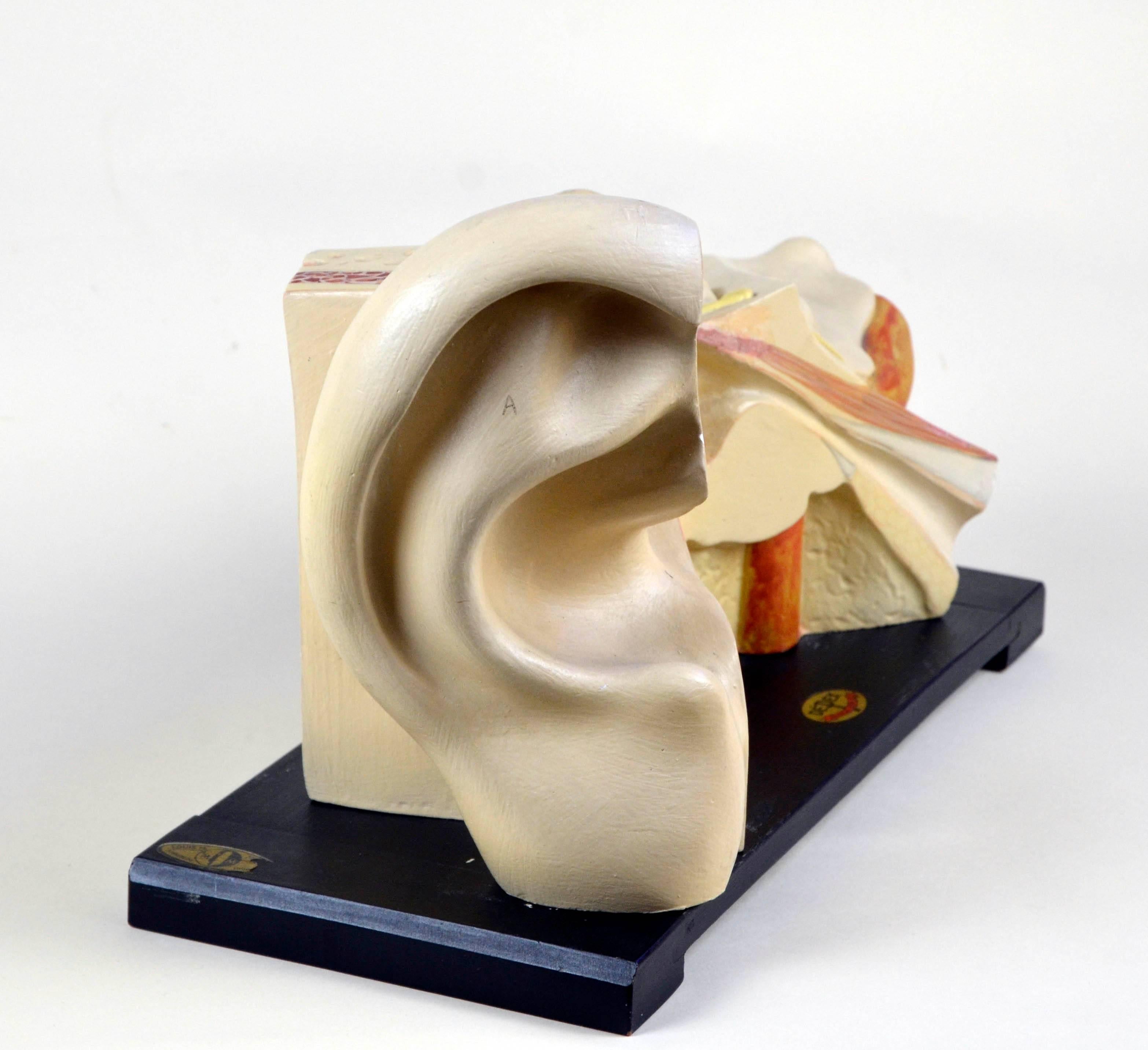 This splendid example of vintage anatomical ear model was realized in the 1930s by LMM Luis M. Meusel Lehrmittelwerkstätten in Sonneberg (Thüringia) In Germany.

The model, realized in plaster, can be dissemble with two detachable parts and have a