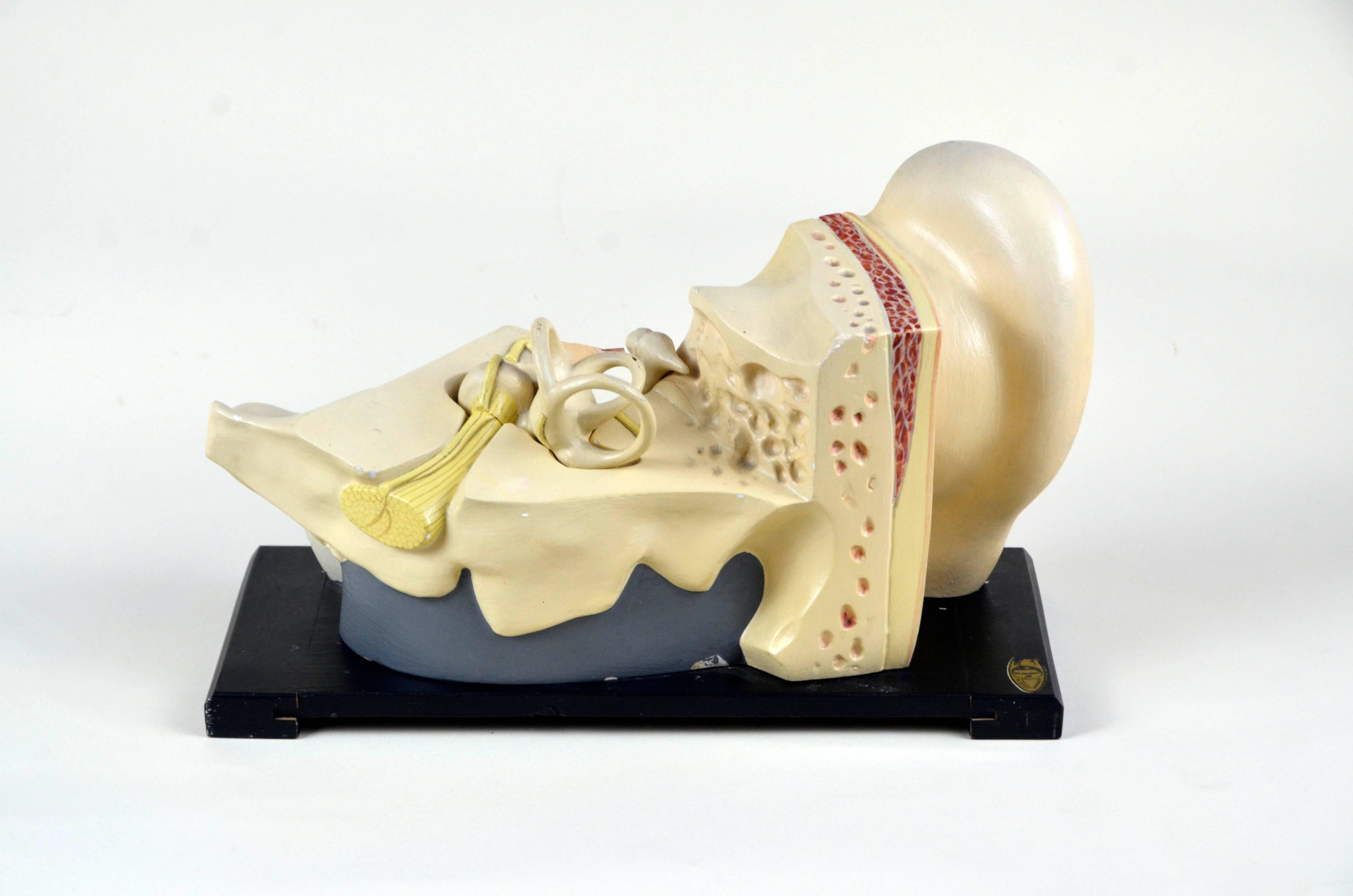 Mid-Century Modern 1930s Vintage Anatomical Ear Model in Plaster and Wood from Germany For Sale
