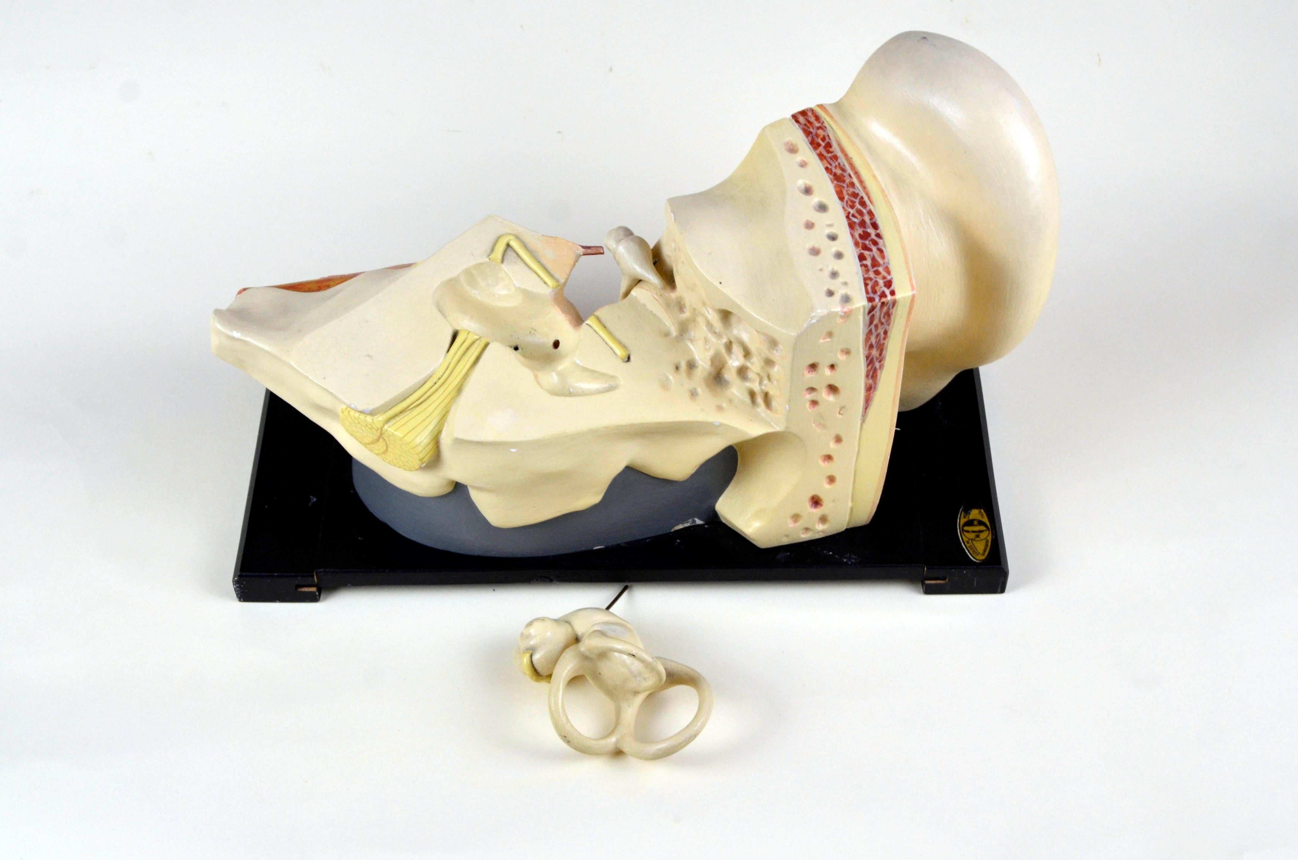 1930s Vintage Anatomical Ear Model in Plaster and Wood from Germany In Good Condition For Sale In Milan, IT