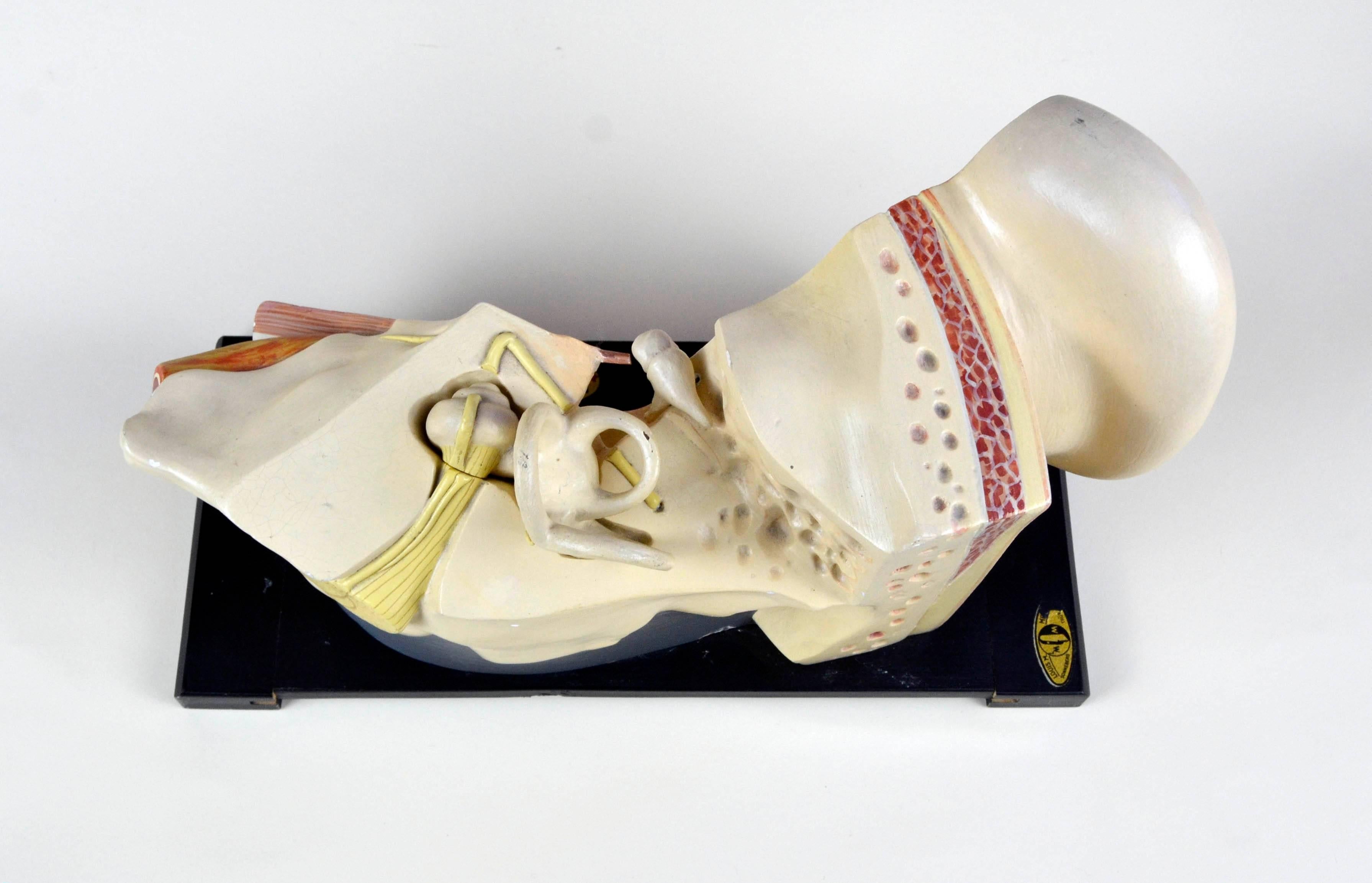 1930s Vintage Anatomical Ear Model in Plaster and Wood from Germany For Sale 1