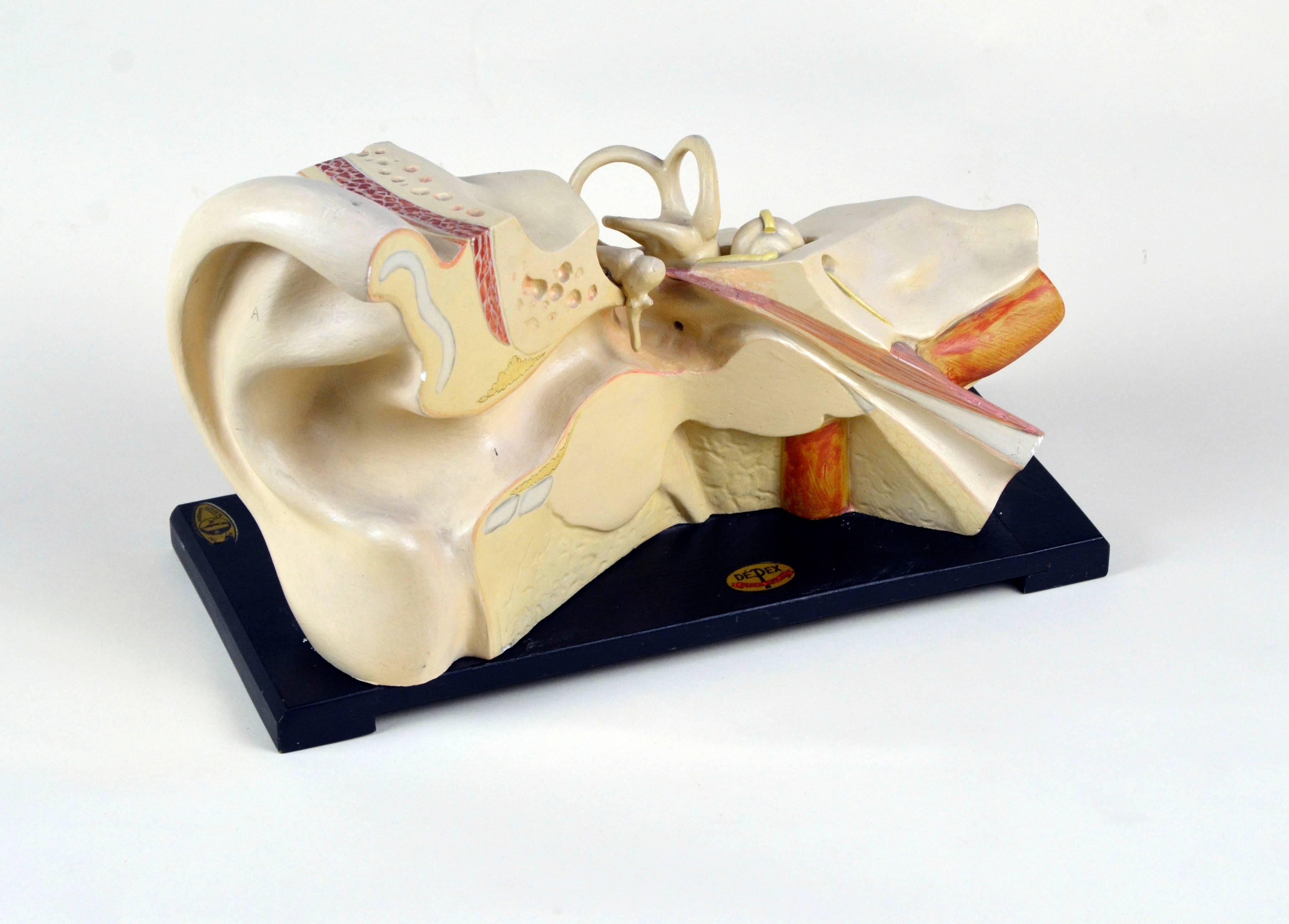 1930s Vintage Anatomical Ear Model in Plaster and Wood from Germany For Sale 3