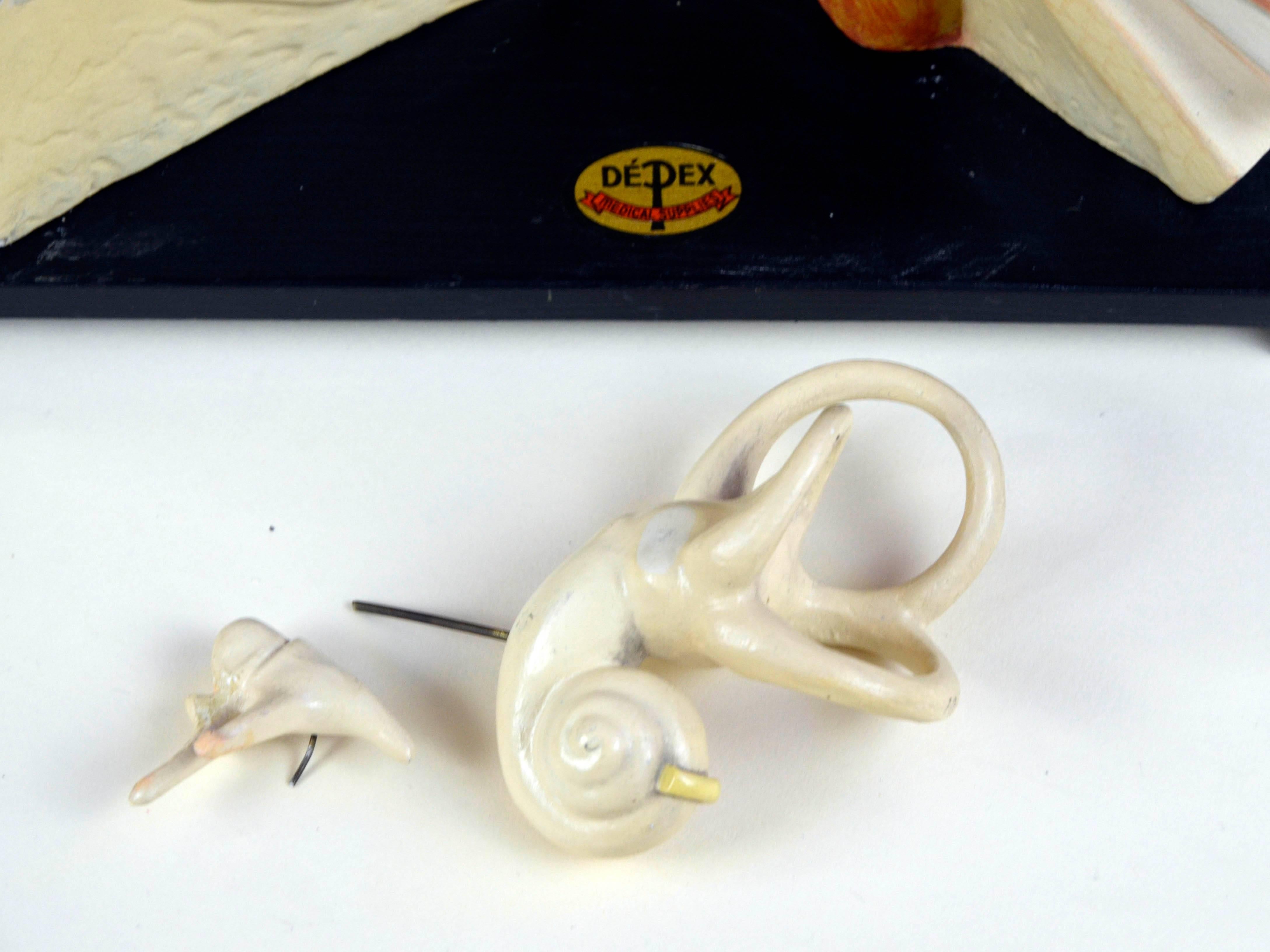 1930s Vintage Anatomical Ear Model in Plaster and Wood from Germany For Sale 4