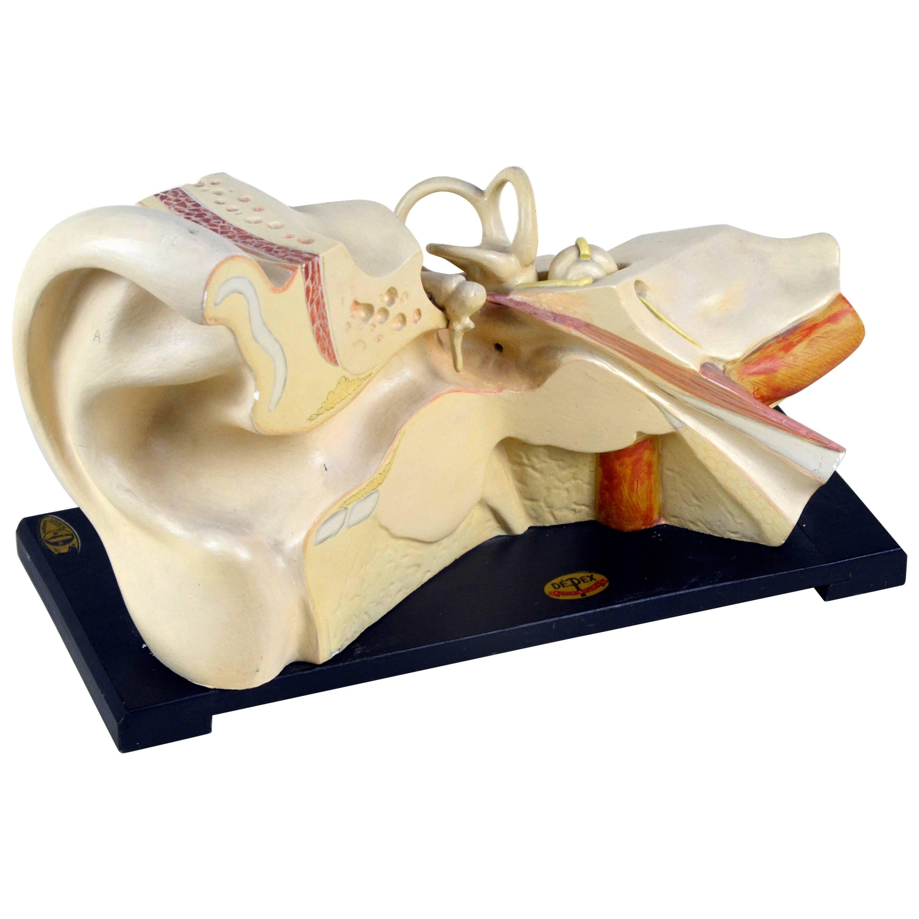 1930s Vintage Anatomical Ear Model in Plaster and Wood from Germany For Sale