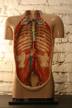 1930s Vintage Medical Torso