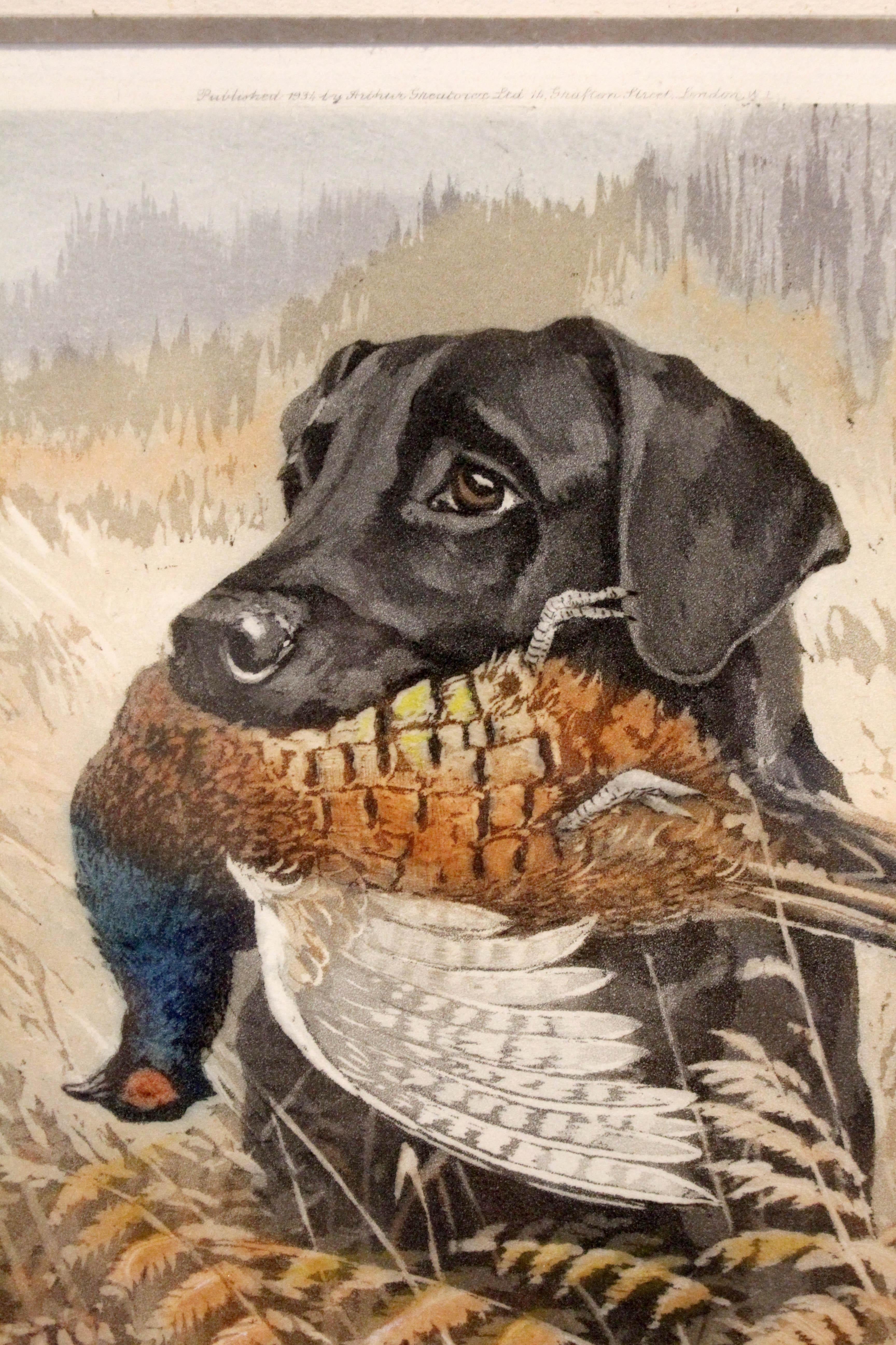 1934 Englische Aquatinta eines Labradors mit Fasan von R. Ward Binks (Holz) im Angebot