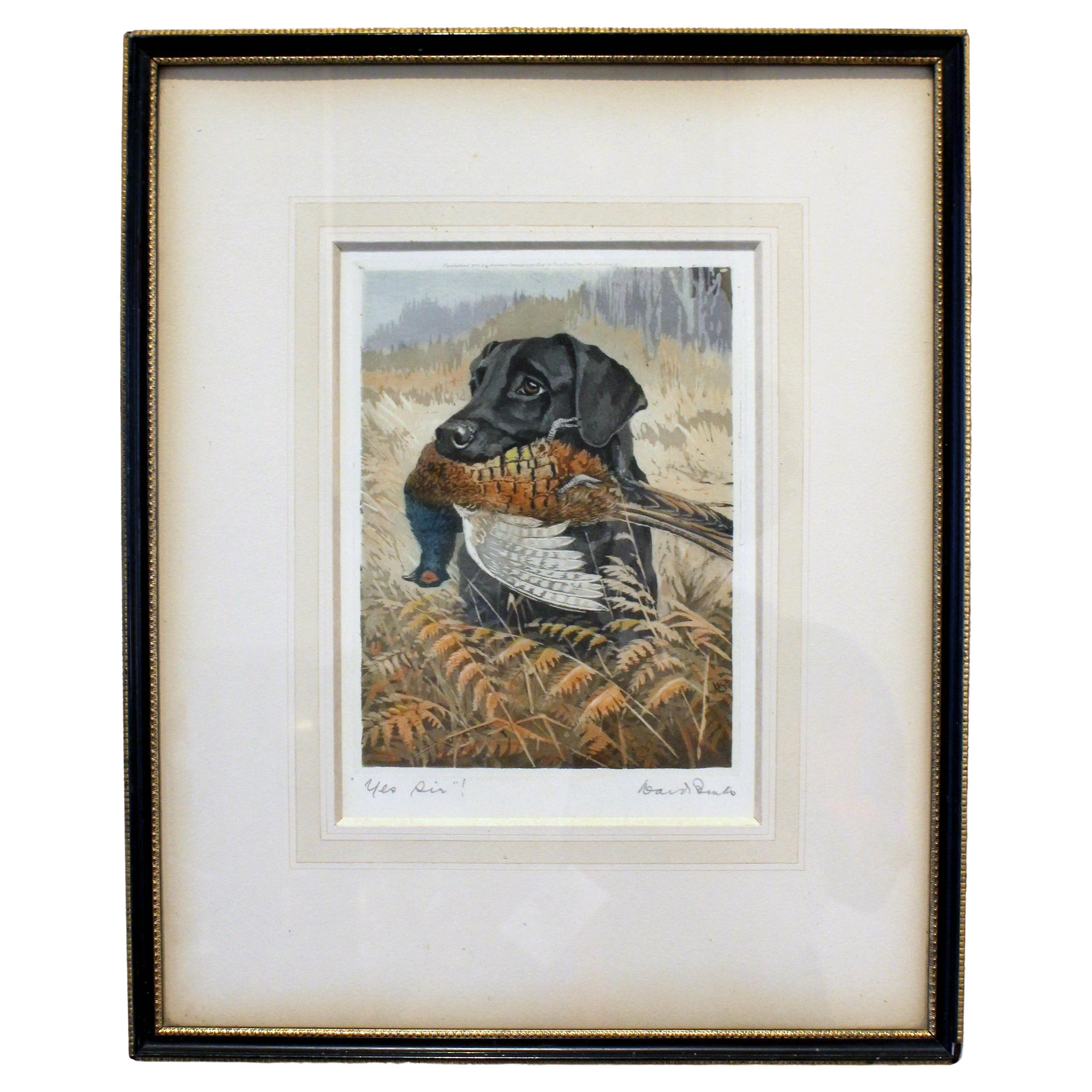 Acquatinta inglese del 1934 di un Labrador con fagiano di R. Ward Binks