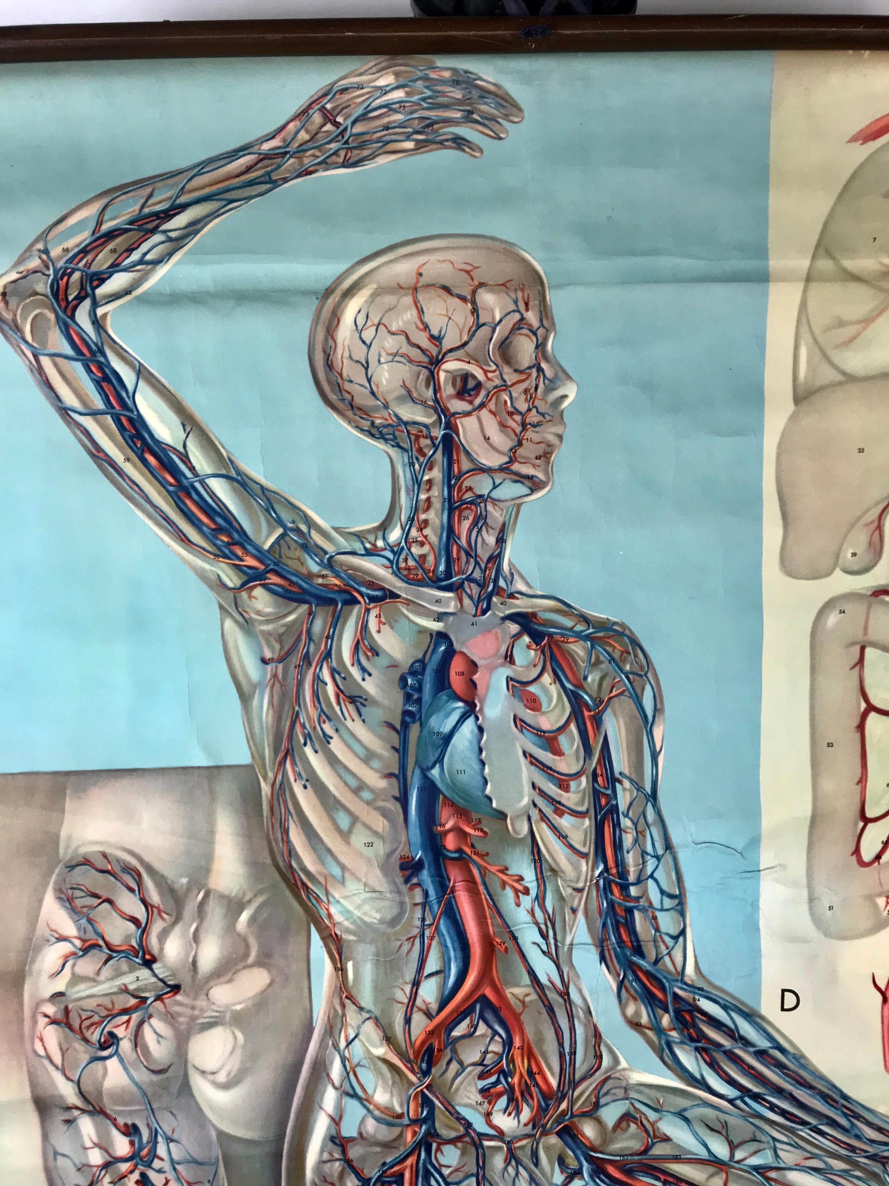 1938 pull down anatomy chart, Denoyer-Geppert. Artist P.M. Lariviere. KL3 circulatory system. Stunning image, screenprint on linen.