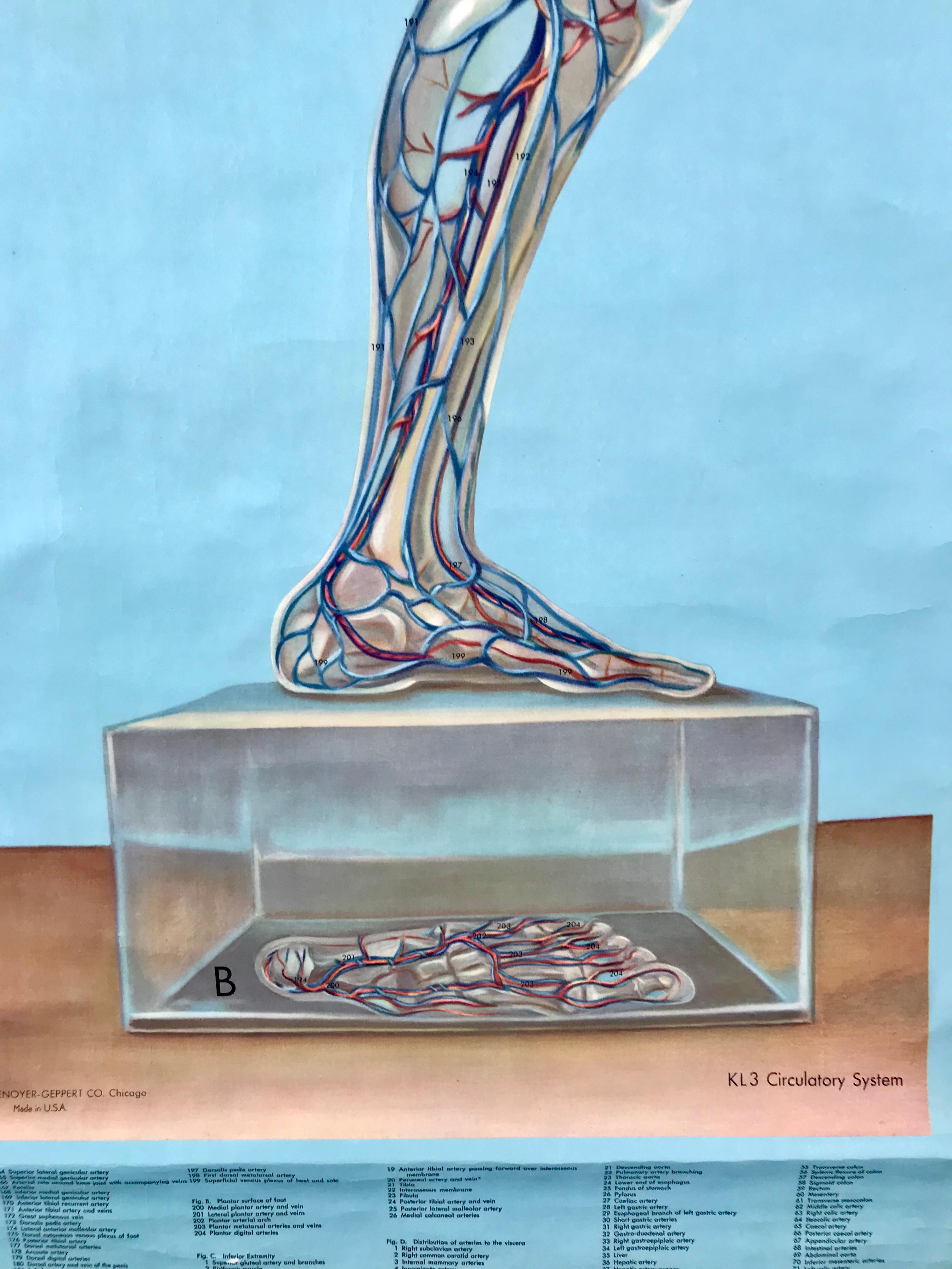 Tableau d'anatomie à bascule de 1938, Denoyer-Geppert, artiste P.M. Lariviere Bon état - En vente à Buffalo, NY