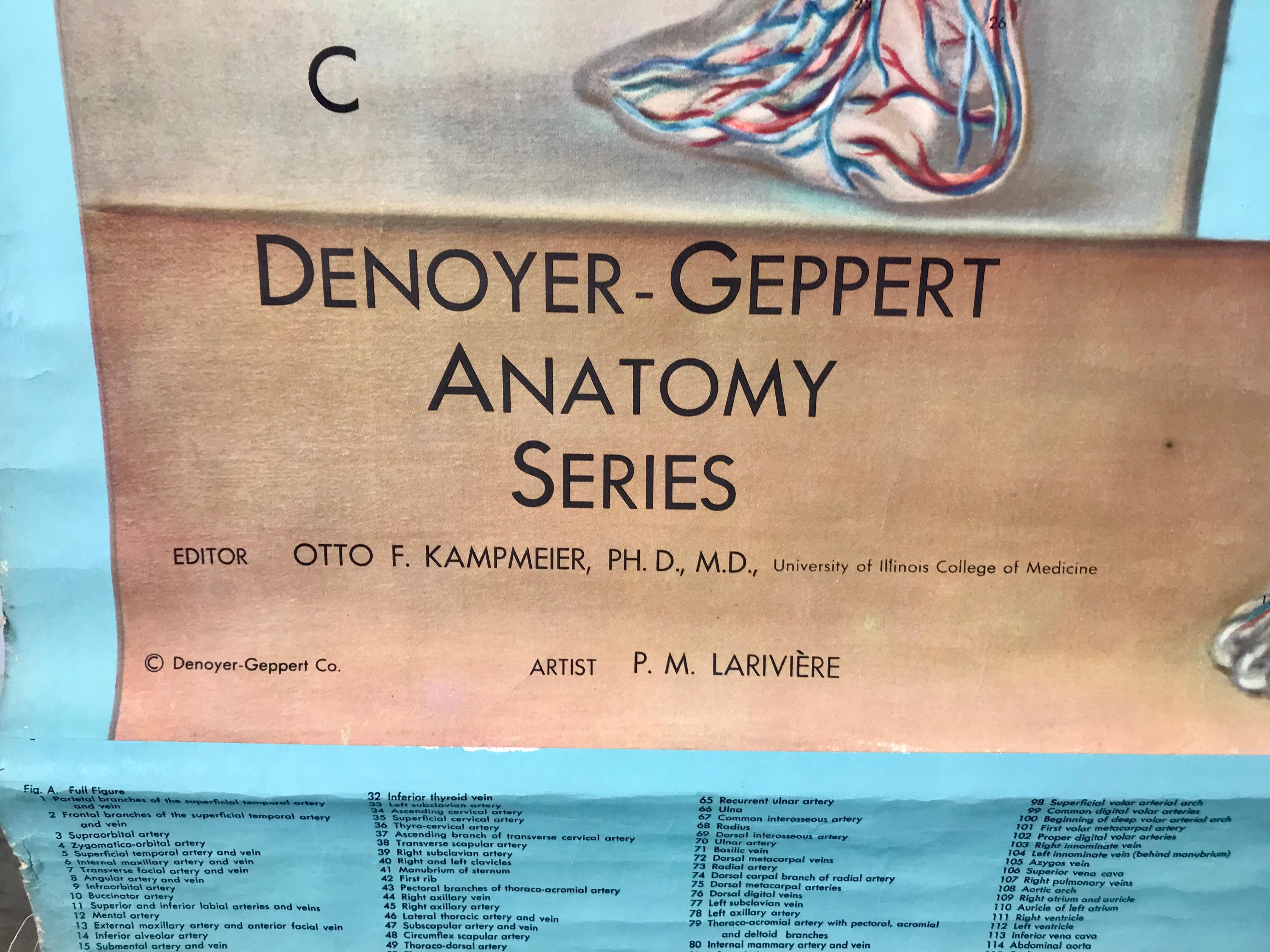 Industrial 1938 Pull Down Anatomy Chart, Denoyer-Geppert, Artist P.M. Lariviere For Sale
