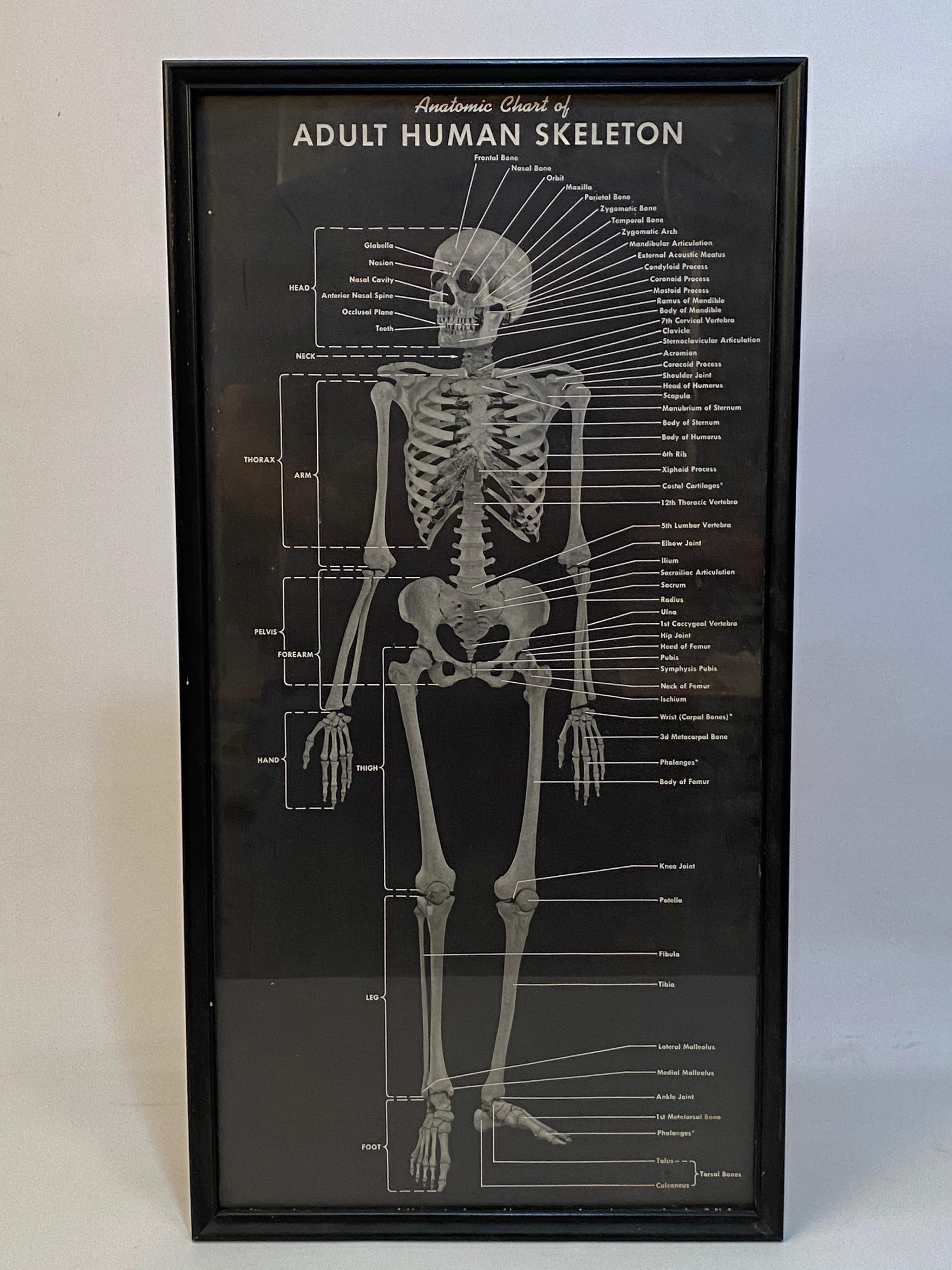 1940s Anatomic Chart of Adult Human Skeletal System 1