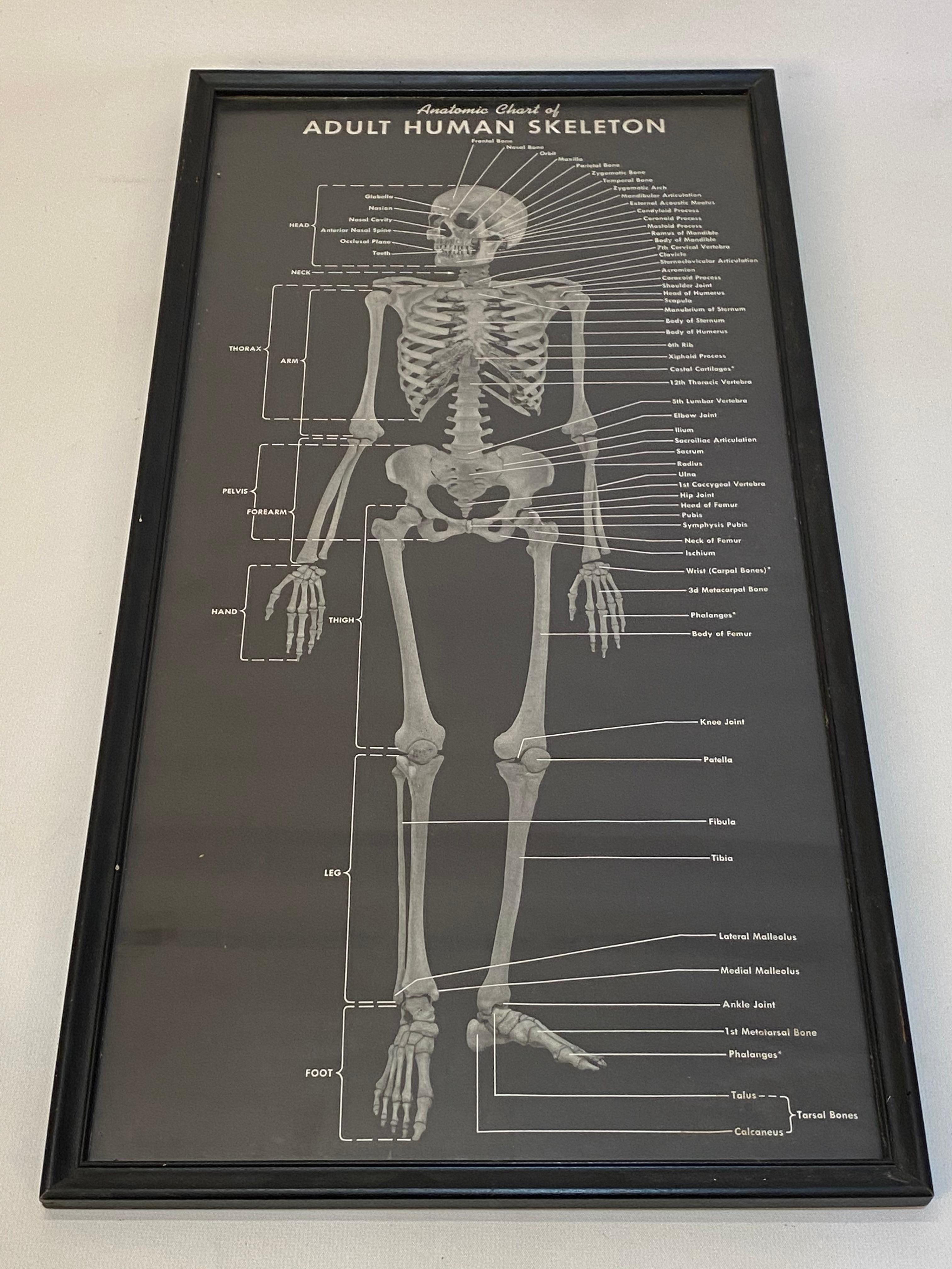 Biology teaching aid anatomic chart of Adult Human Skeletal System, circa late 1940s. Framed and under glass poster of the human skeletal system. Very good condition with no visible damage, foxing, tears or restorations. Inscribed on the back. The