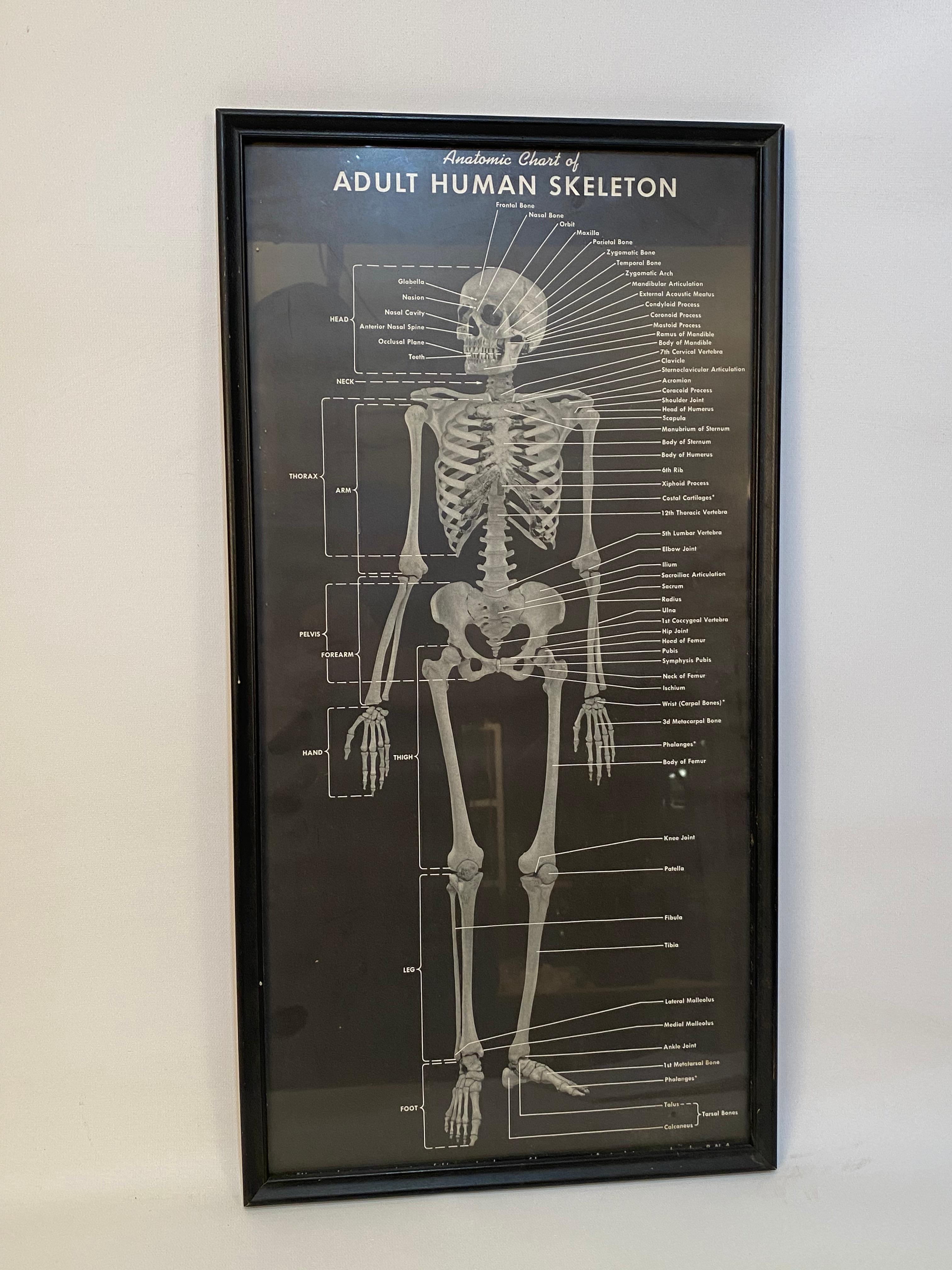 how many bones are in the adult human body