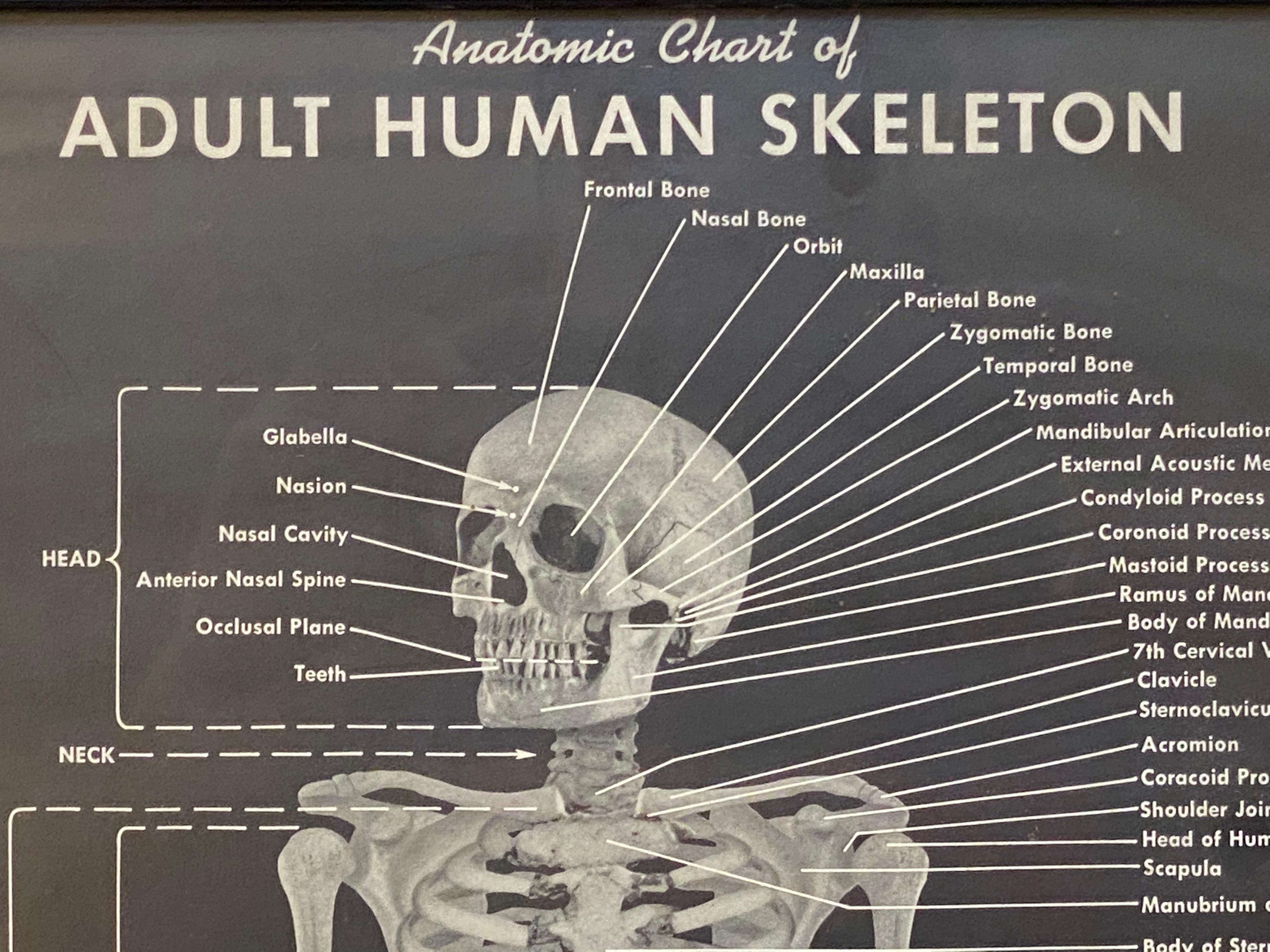 how many bones in adult human body
