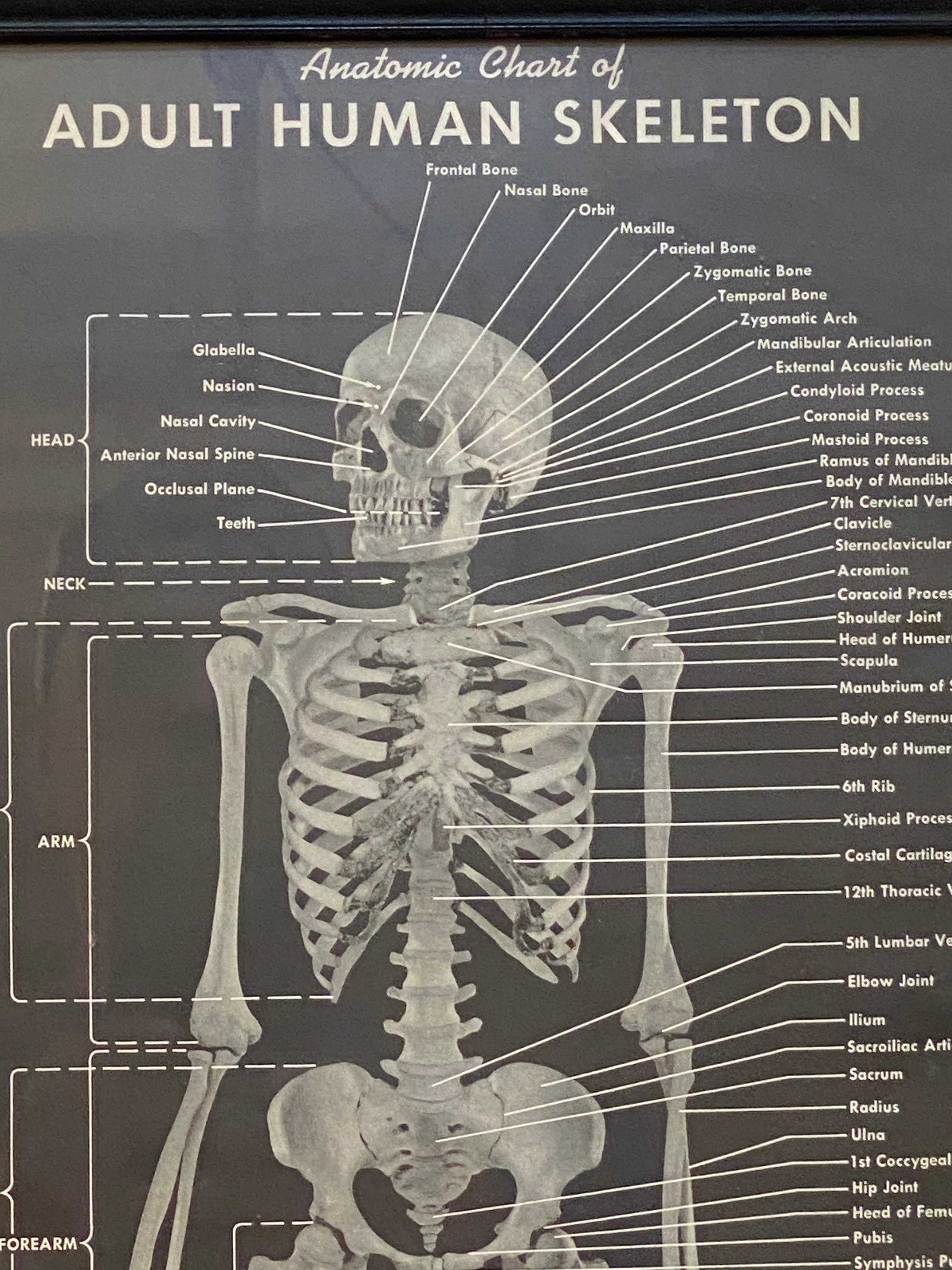 Schoolhouse 1940s Anatomic Chart of Adult Human Skeletal System