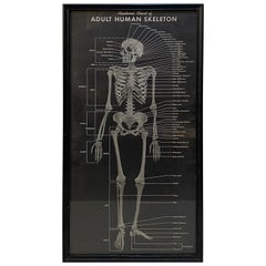 Vintage 1940s Anatomic Chart of Adult Human Skeletal System