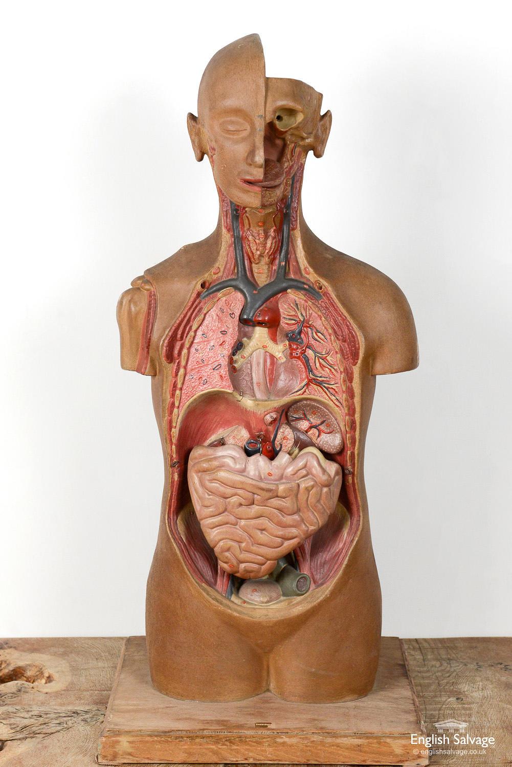 Old doctors anatomical dummy made from rubberised plastic on a wooden stand. Little numbers denote various arteries, veins, organs etc... Large intestine hooks on and off. Some organs appear to be missing. Lovely aged appearance to the rubber with