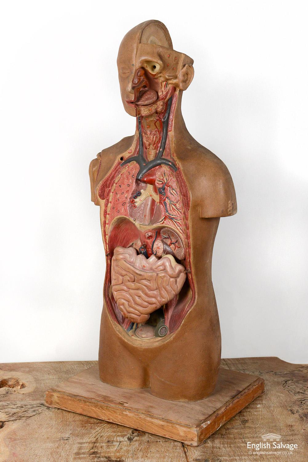 mannequin anatomy