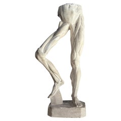 1940s Écorché Vintage Anatomical Leg Model, Brussels Academic Workshop