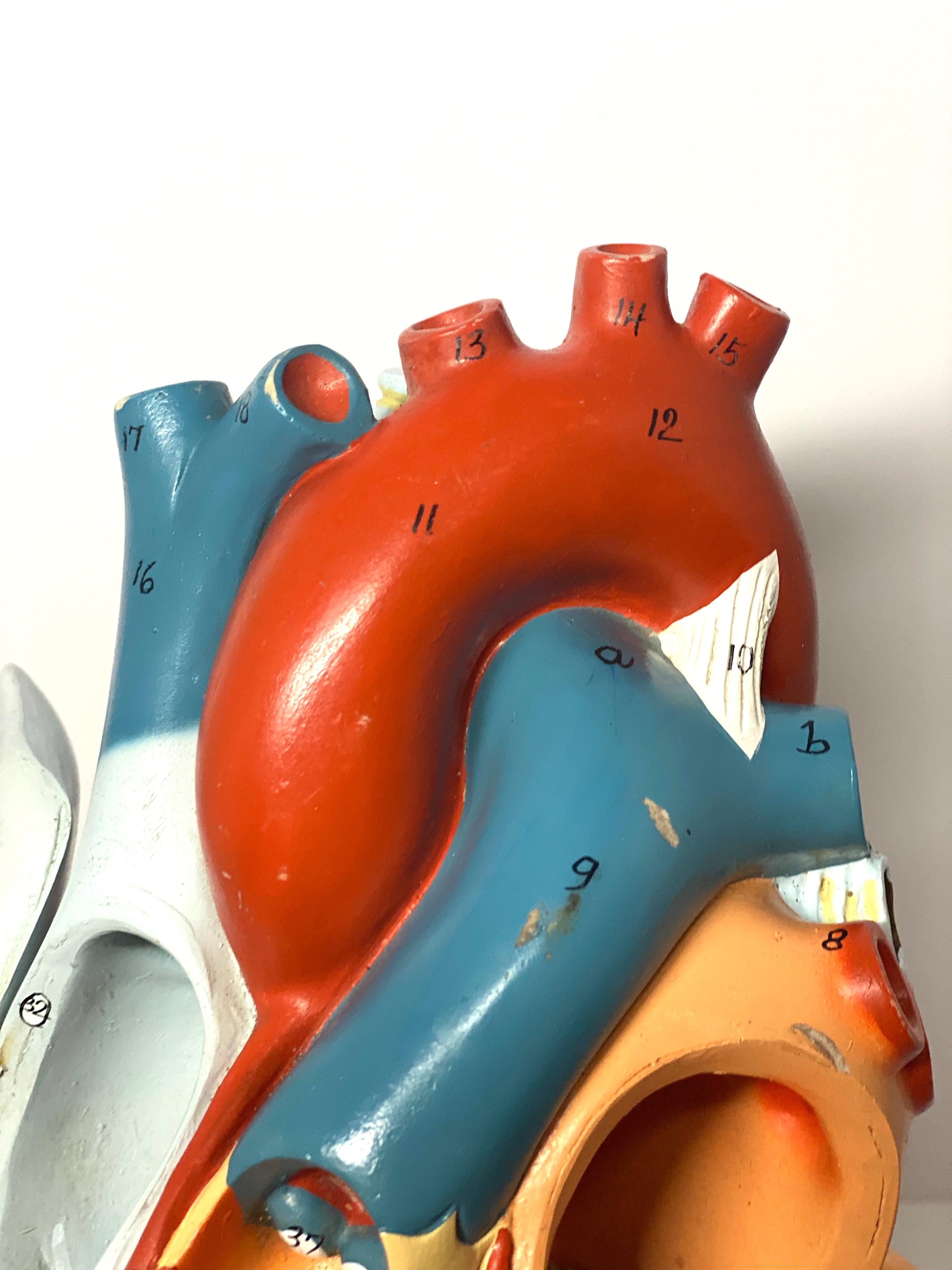 1940s Large Medical School Anatomical Heart Model 4