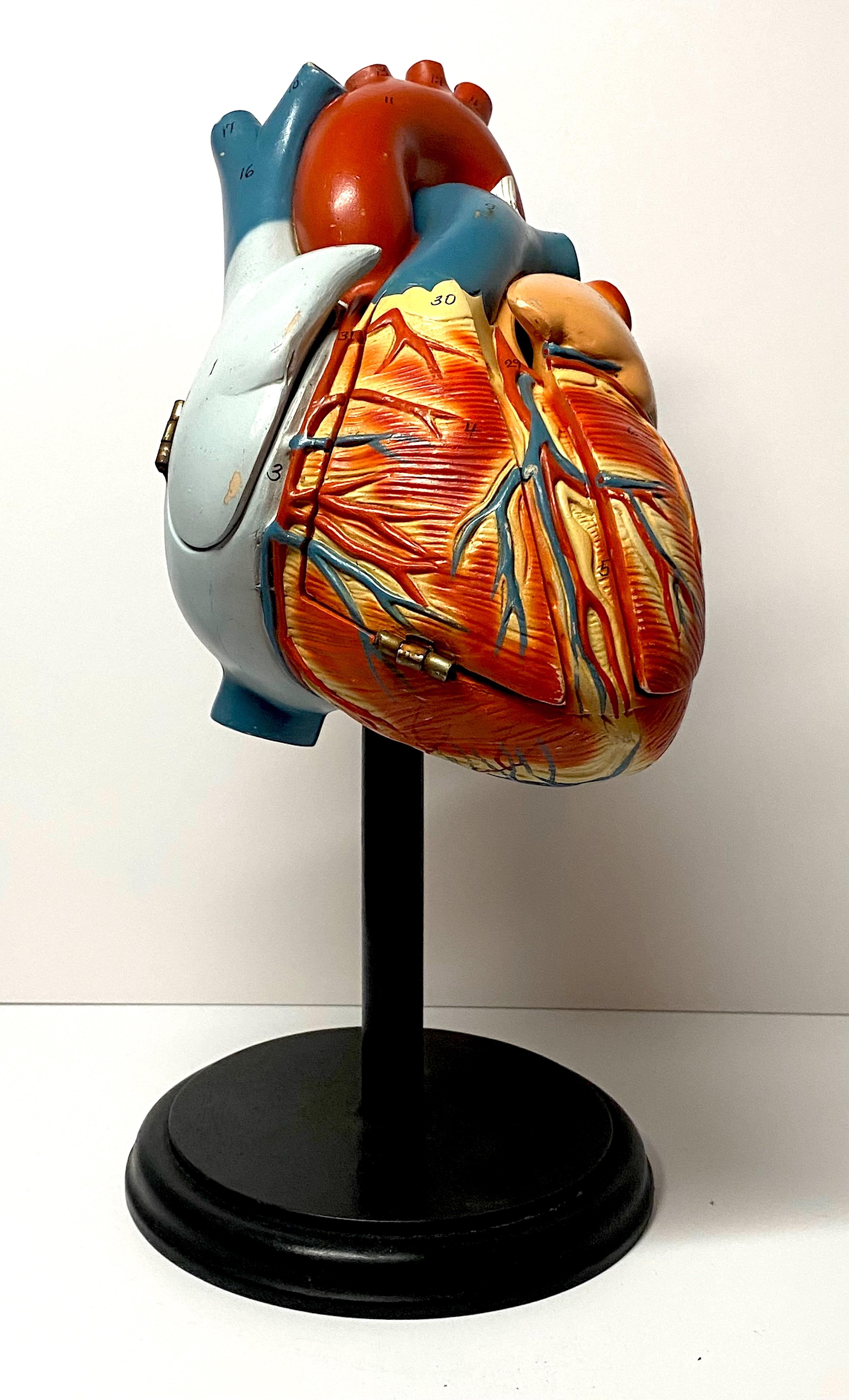 A circa 1940s to mid 1950s large anatomical model of the human heart used to teach anatomy in medical school. Hand painted in multi color mat enamel with all the chambers and parts of the heart numbered. Three hinged door on the heart open to show
