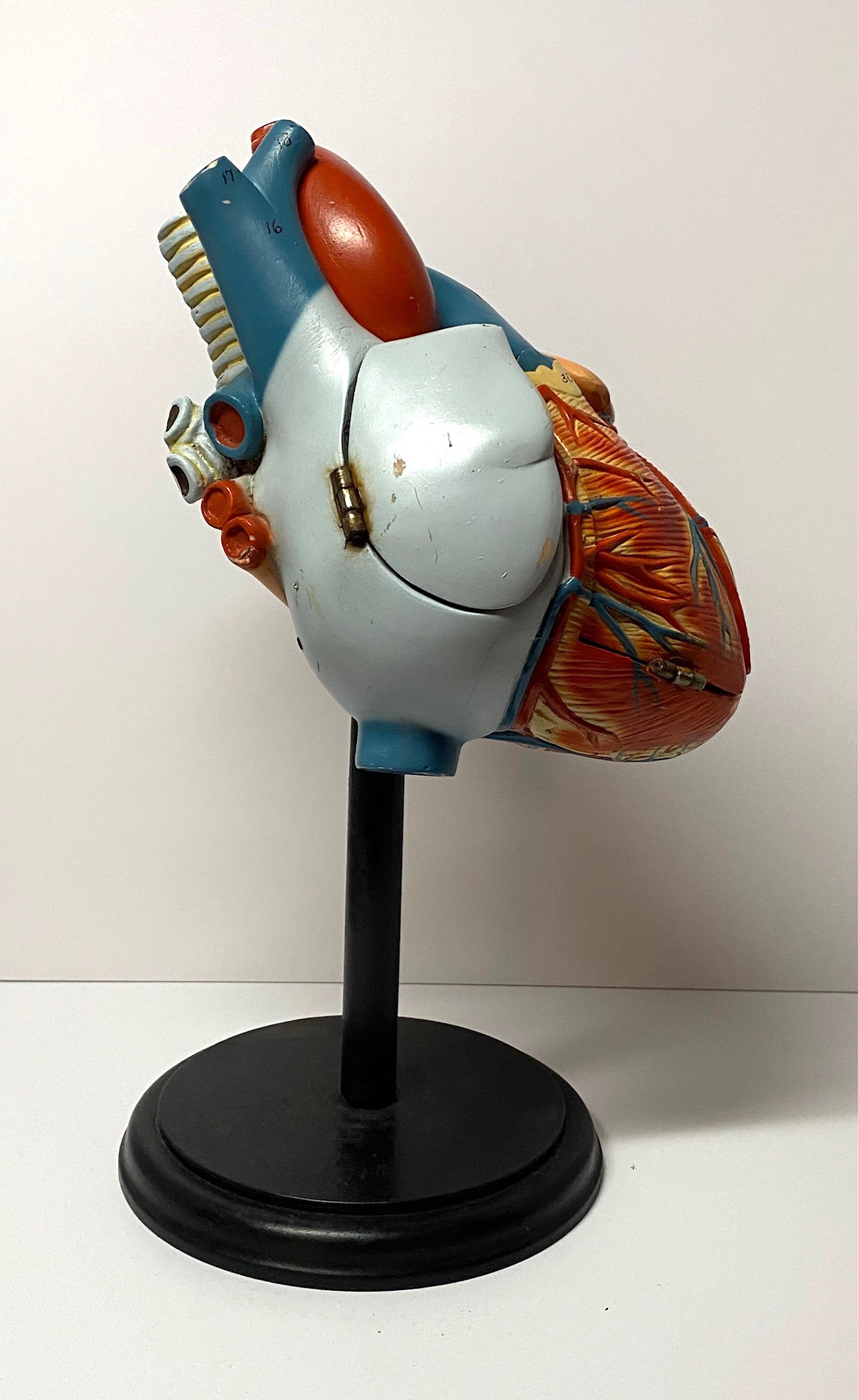 anatomical heart model labeled