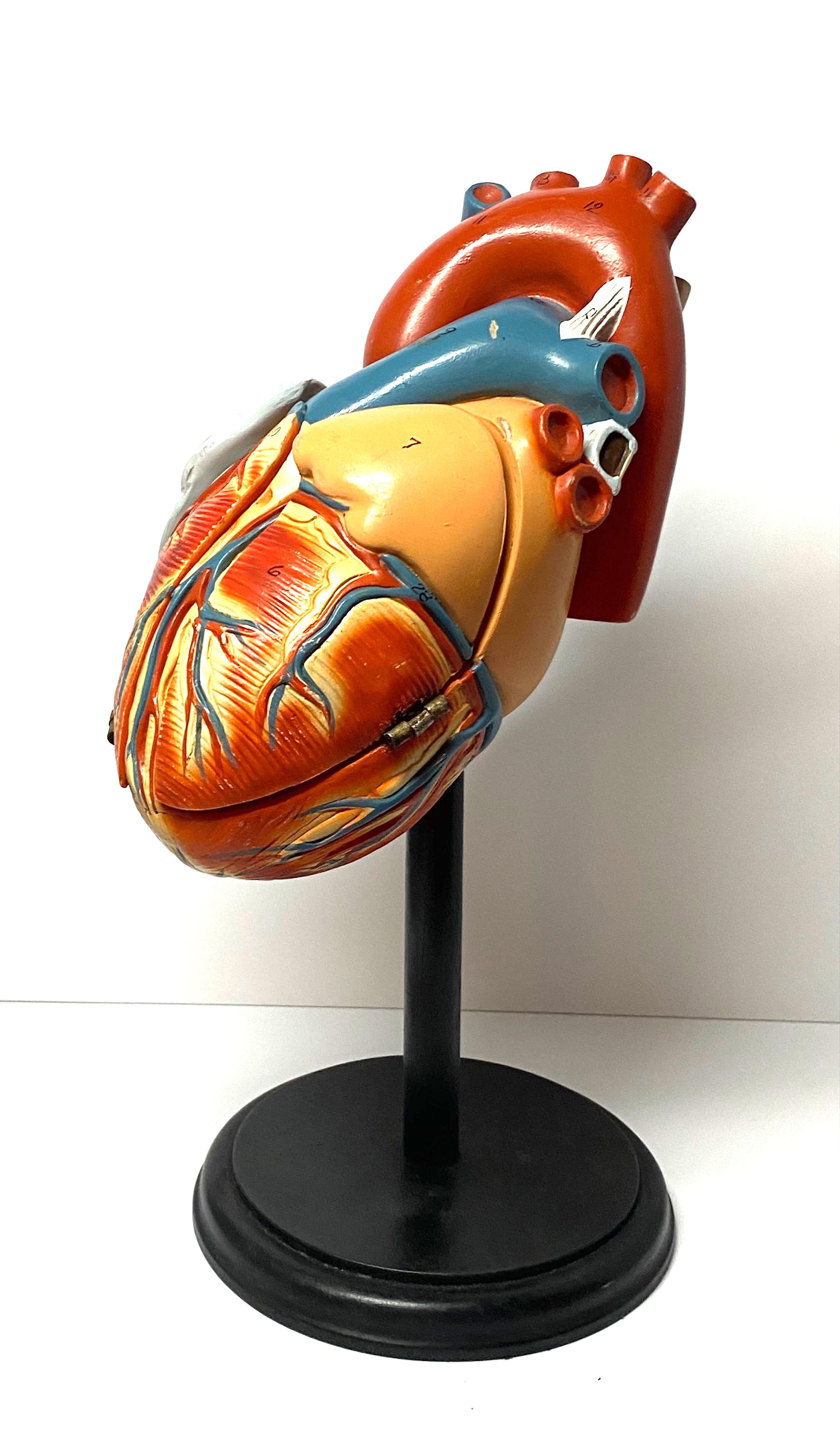 1940s Large Medical School Anatomical Heart Model In Good Condition In New York, NY