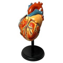 1940s Large Medical School Anatomical Heart Model