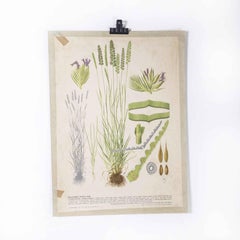 1940's Lavender Educational Poster