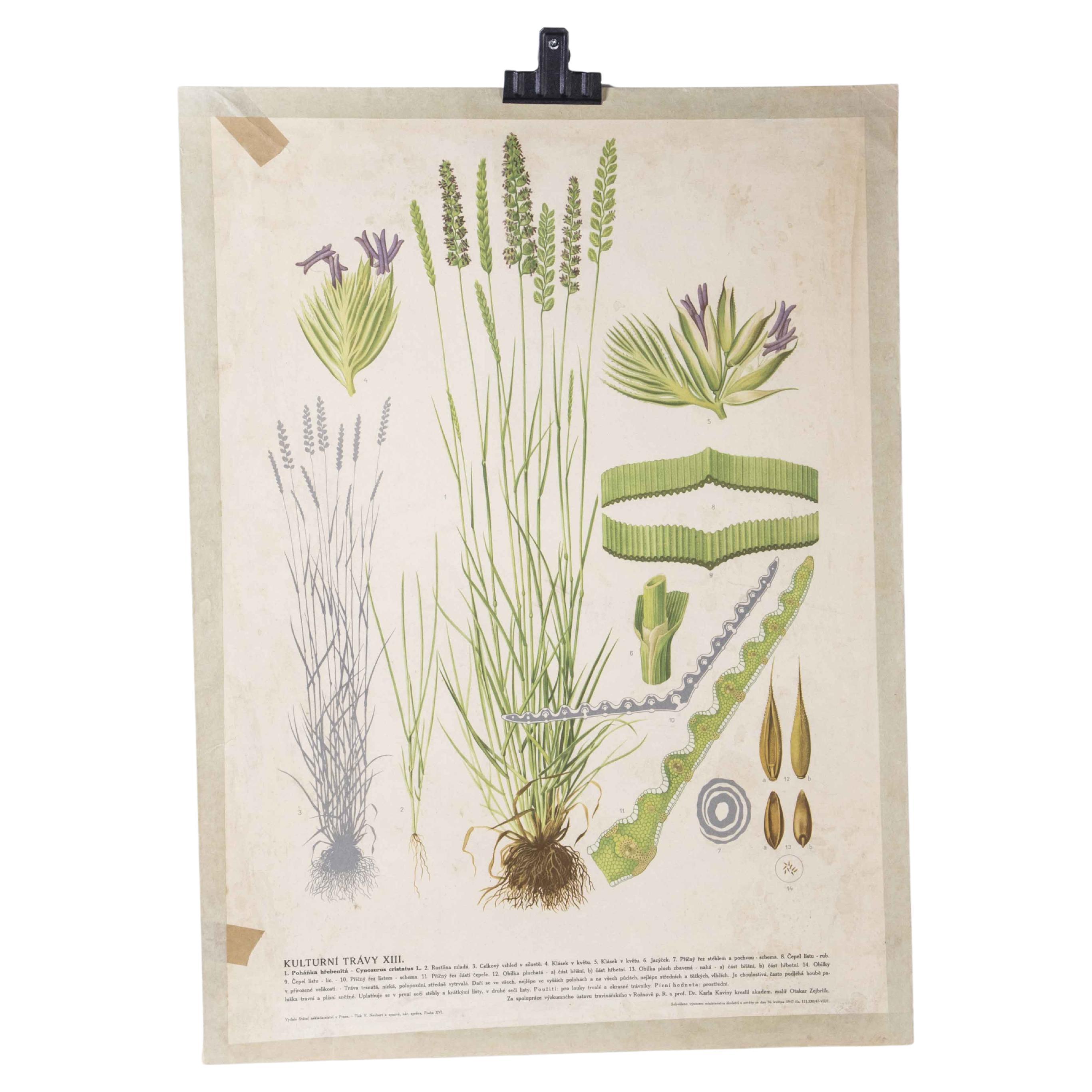 1940's Lavender Educational Poster For Sale