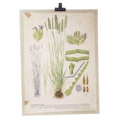 Used 1940's Lavender Educational Poster